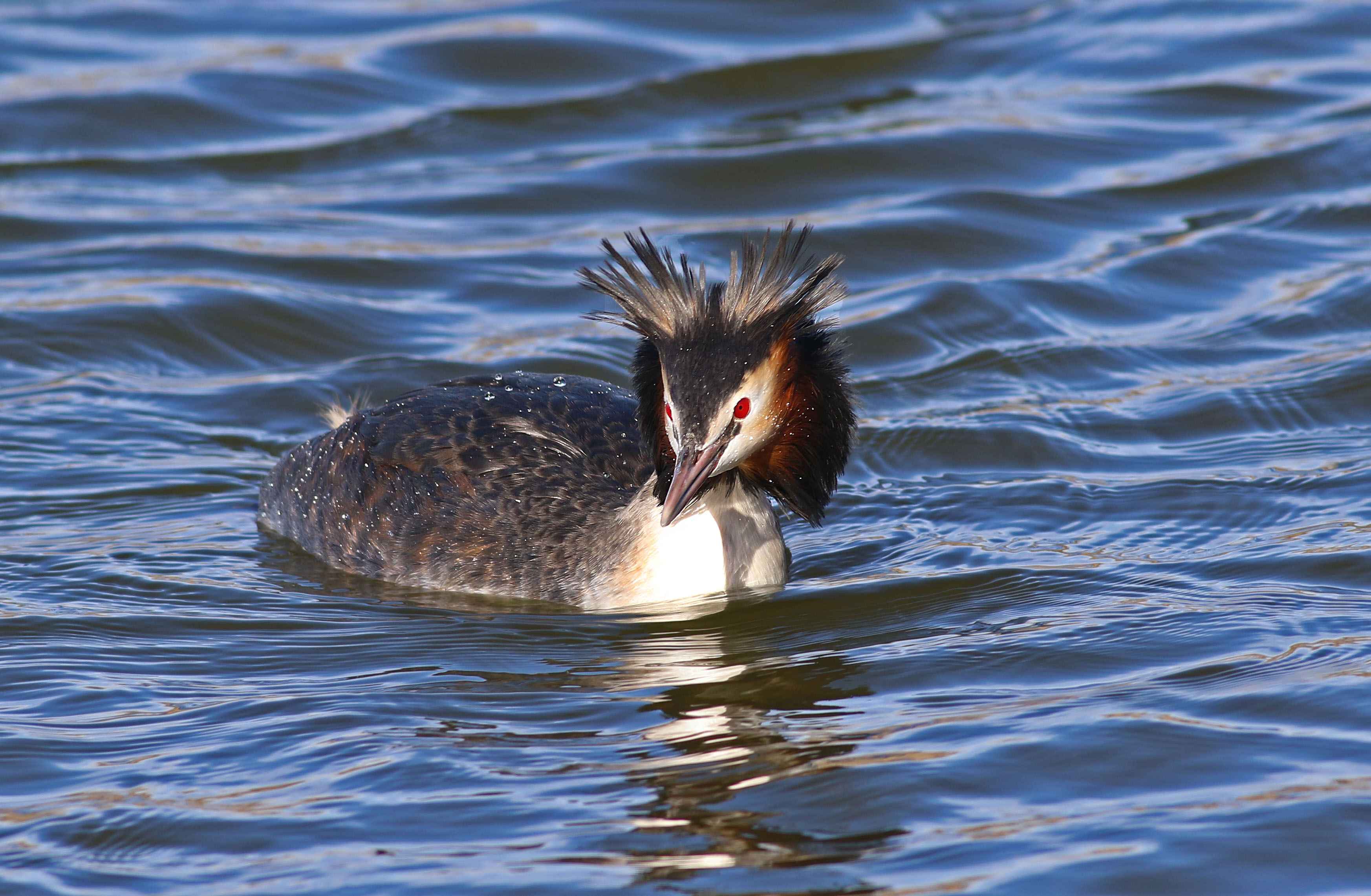 Great Crested Grebe