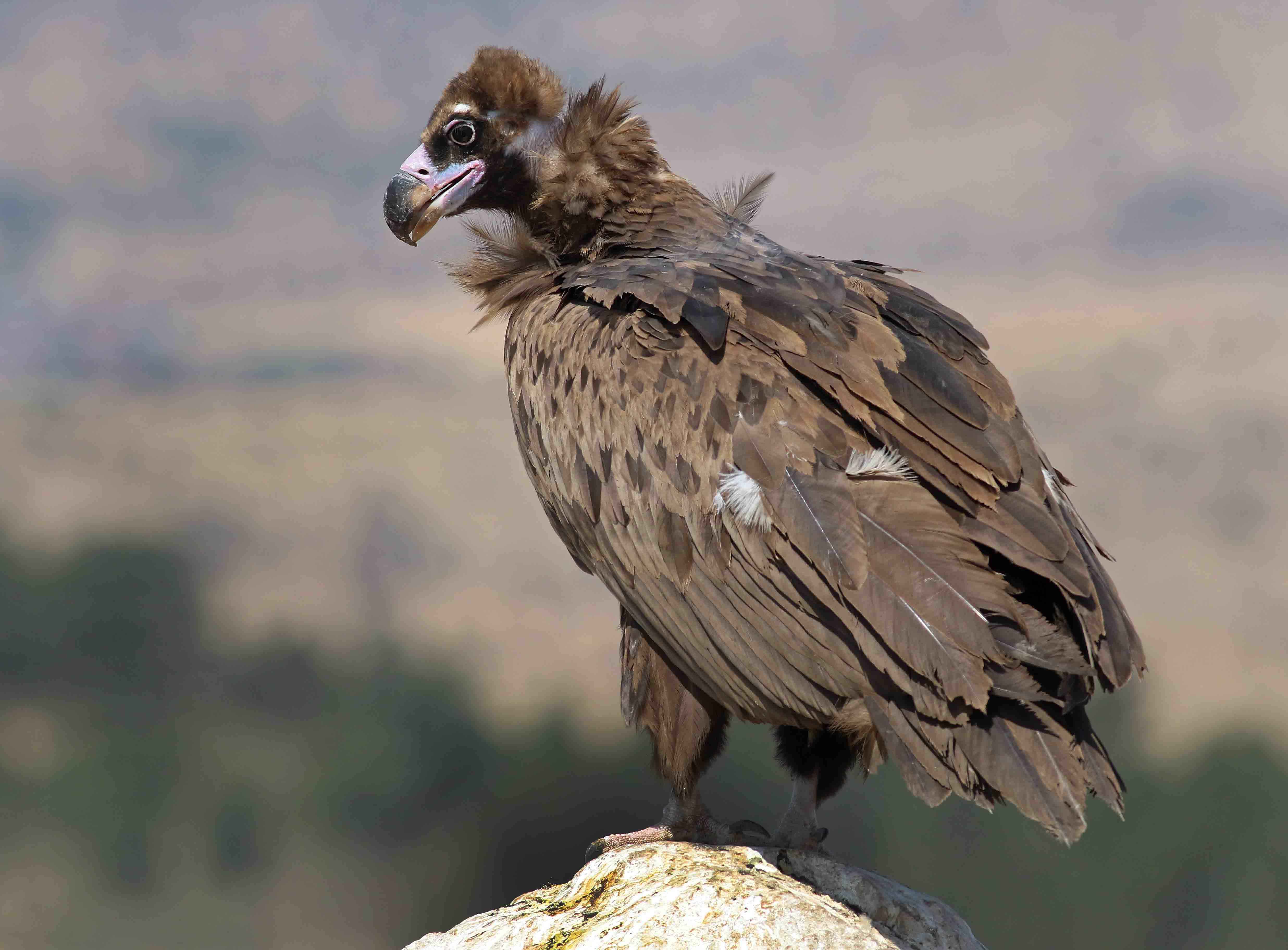 Cinereous Vulture