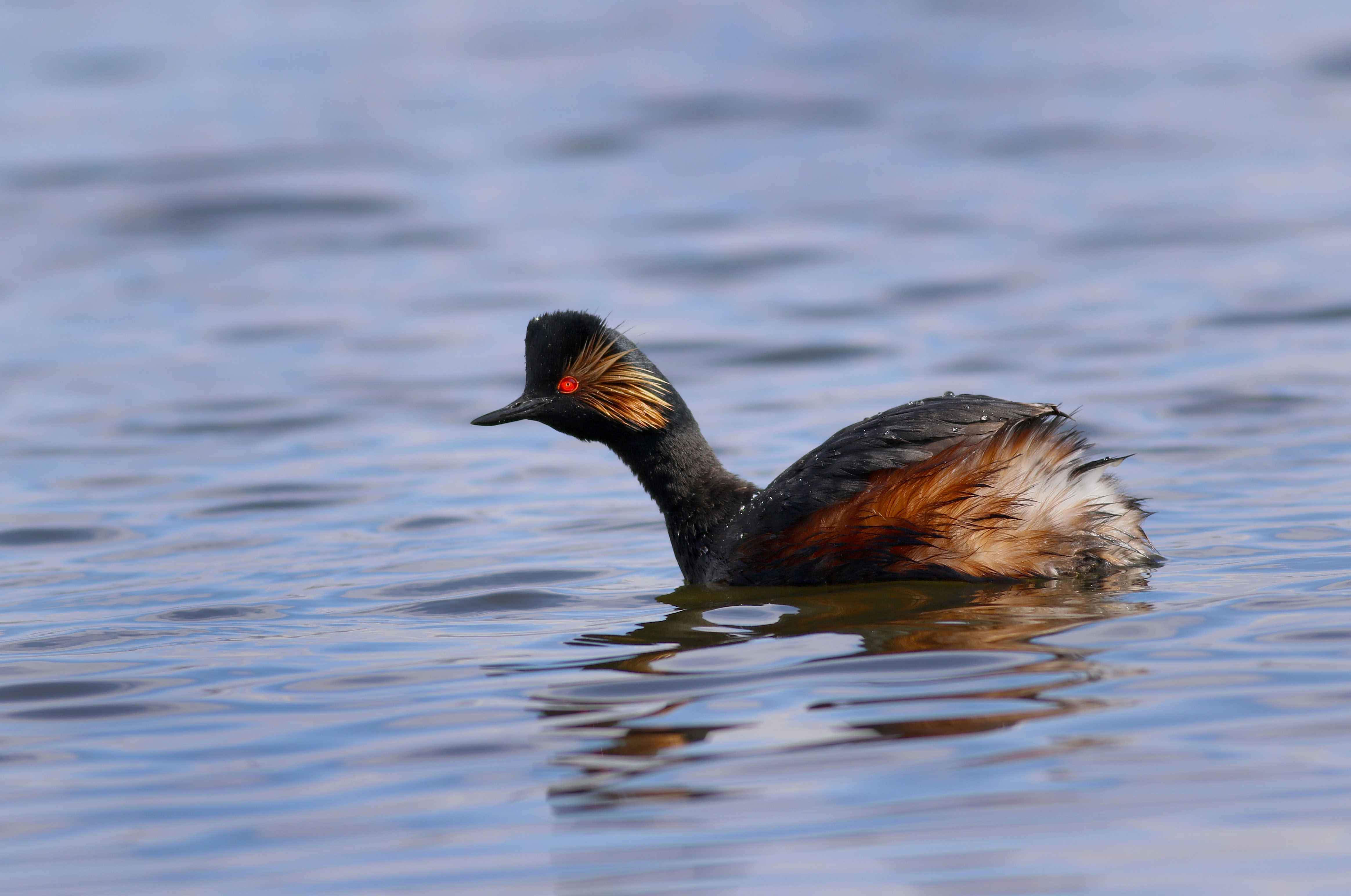 Eared Grebe