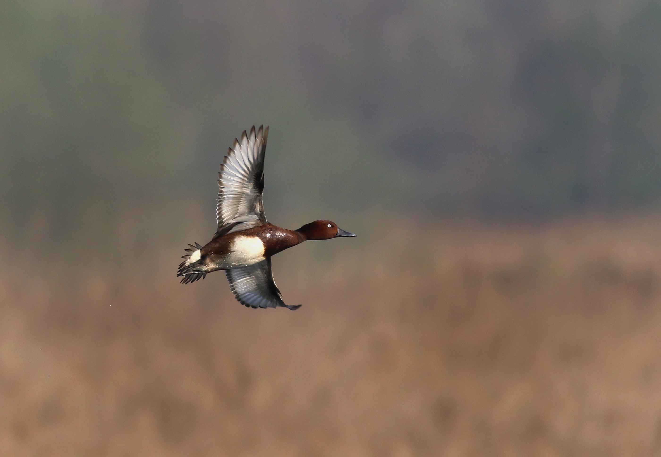 Ferruginous Duck
