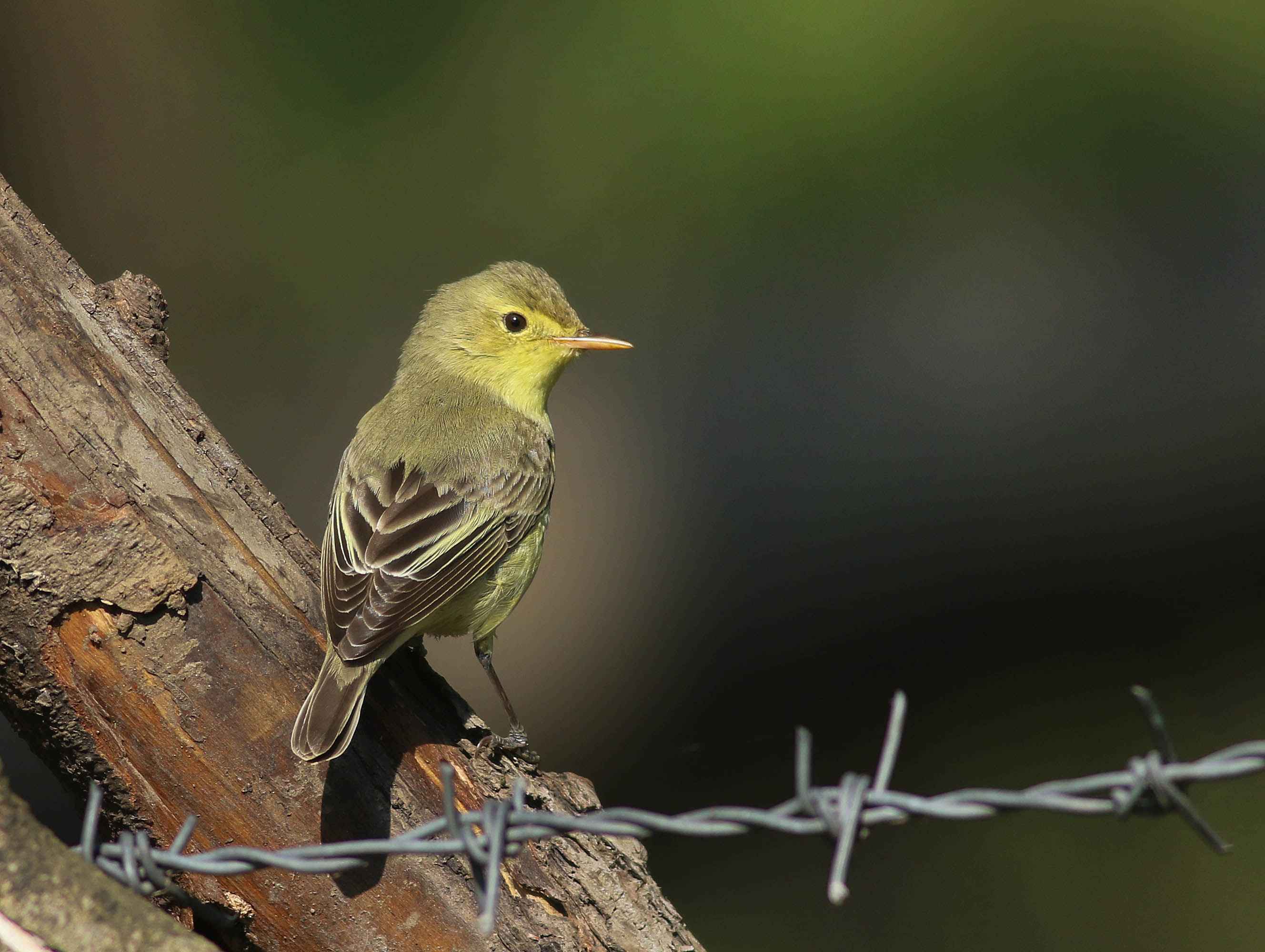 Icterine Warbler
