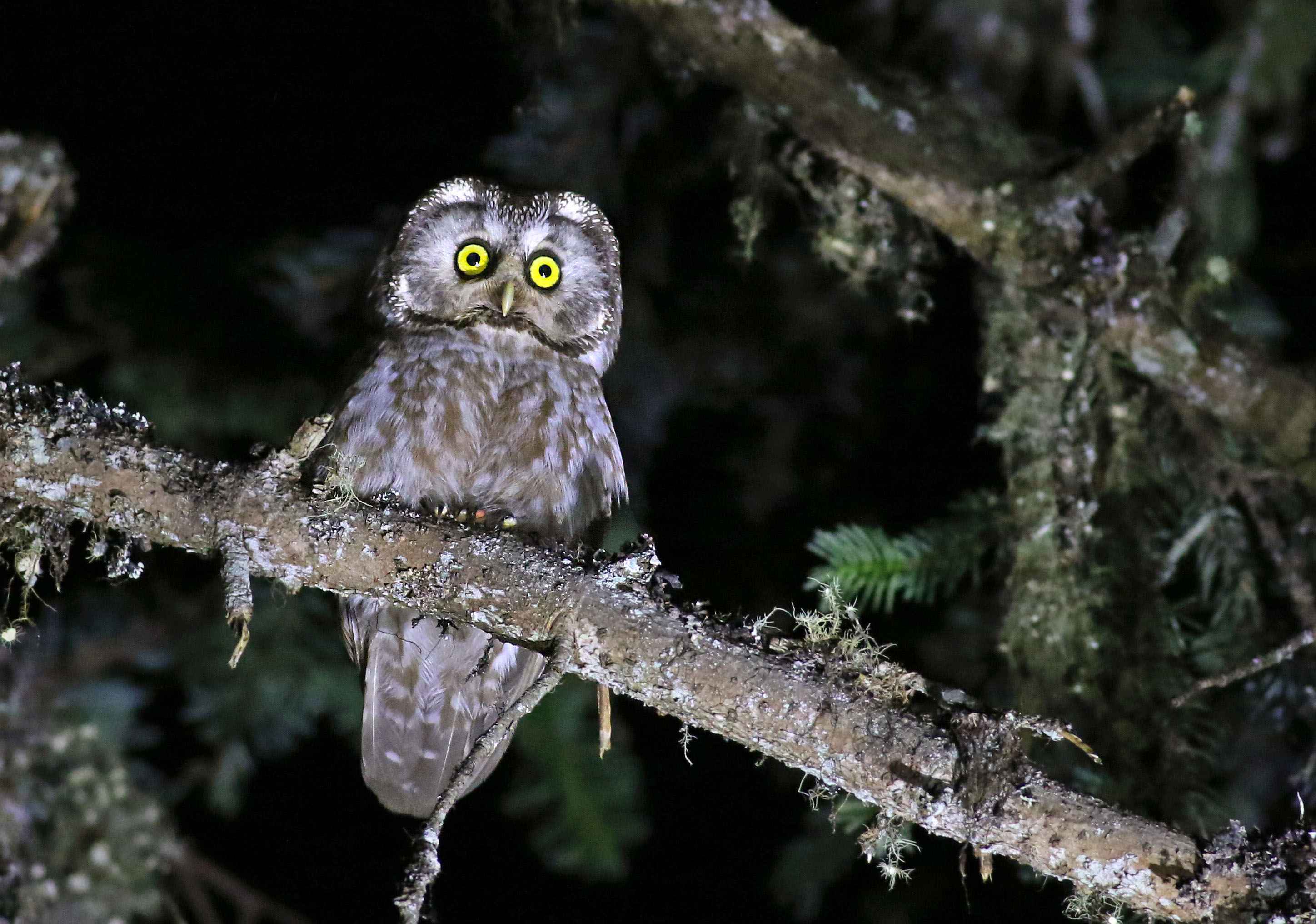 Boreal Owl