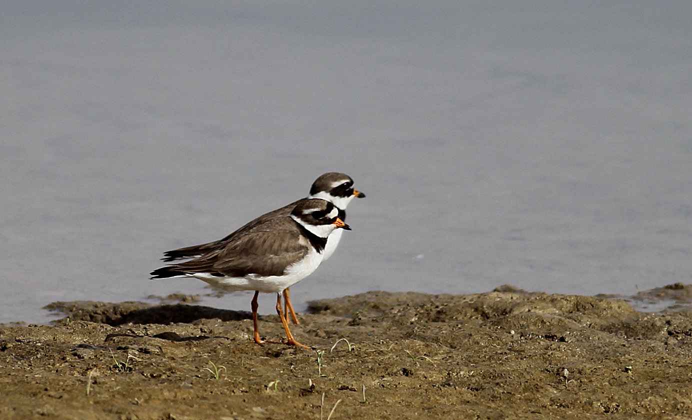 Common Ringed Plover