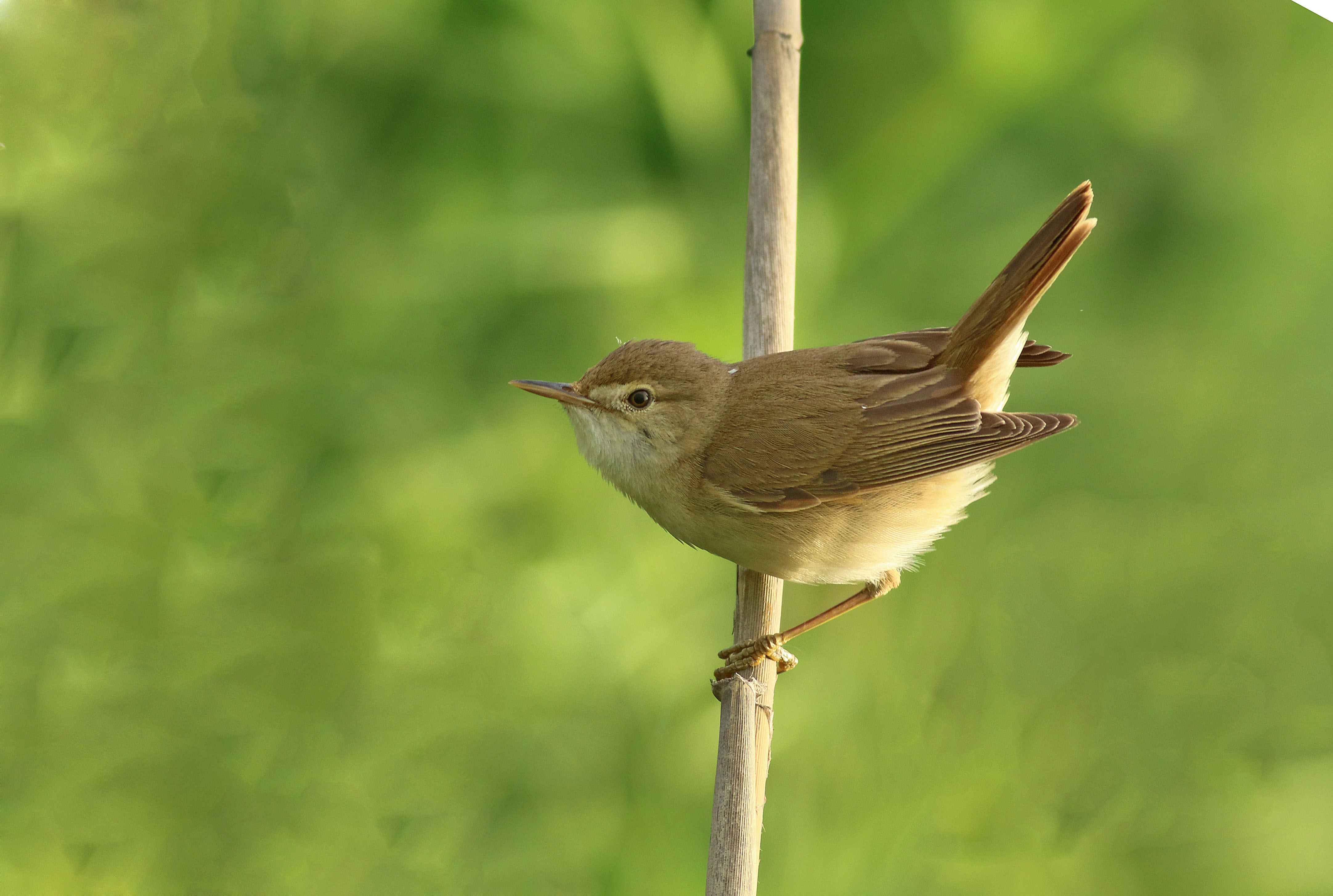 Eurasian Reed Warbler