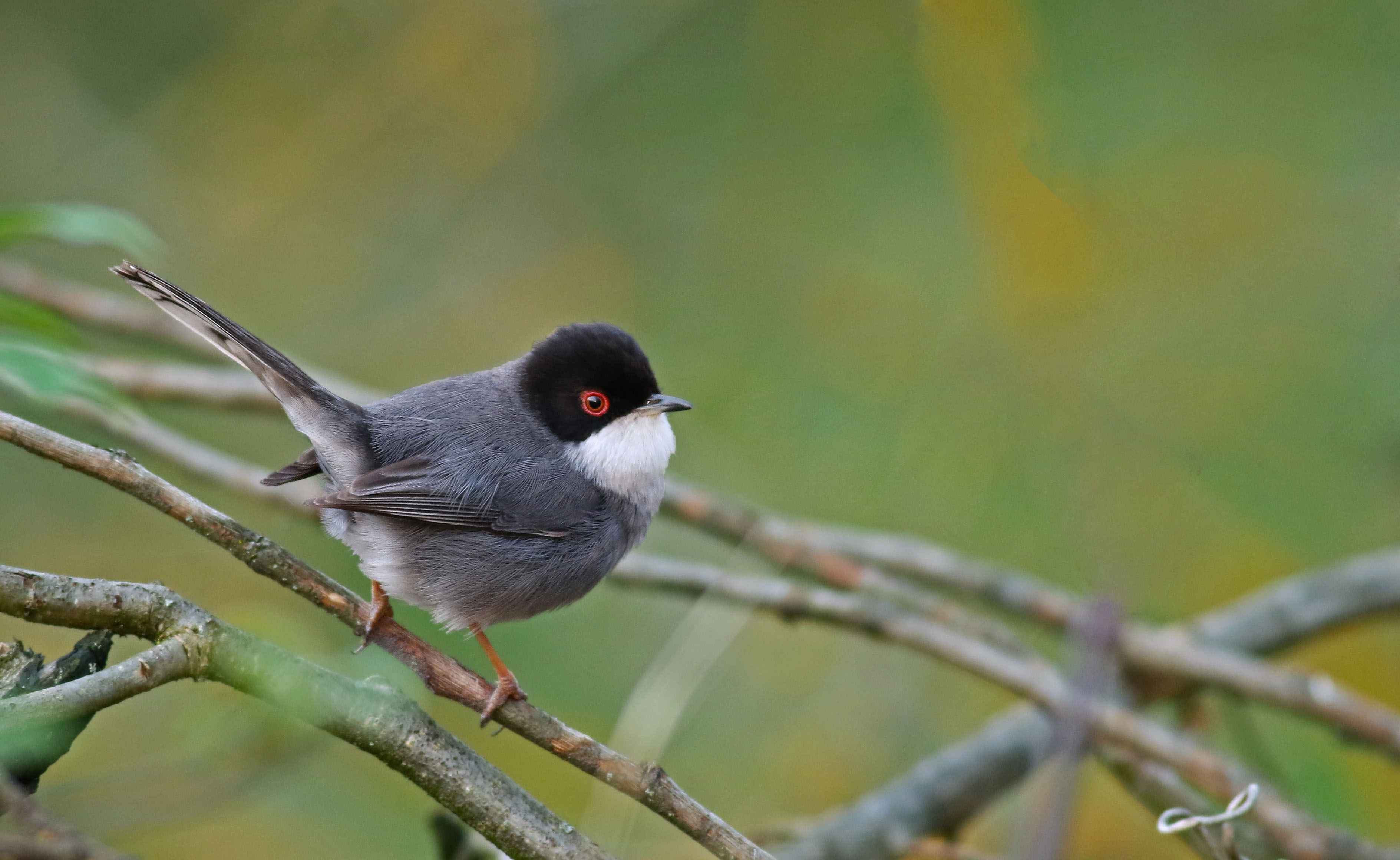 Sardinian Warbler