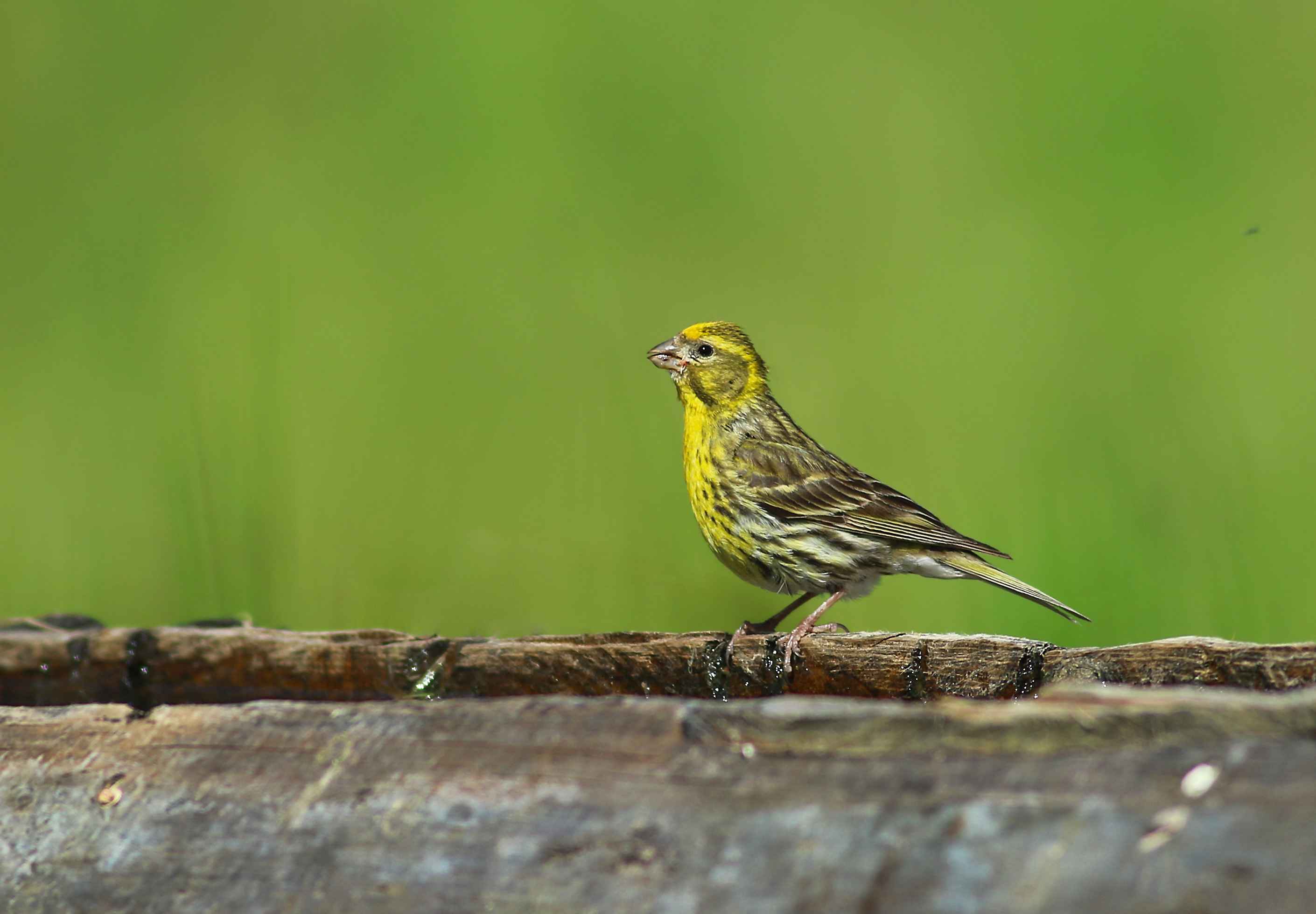 European Serin