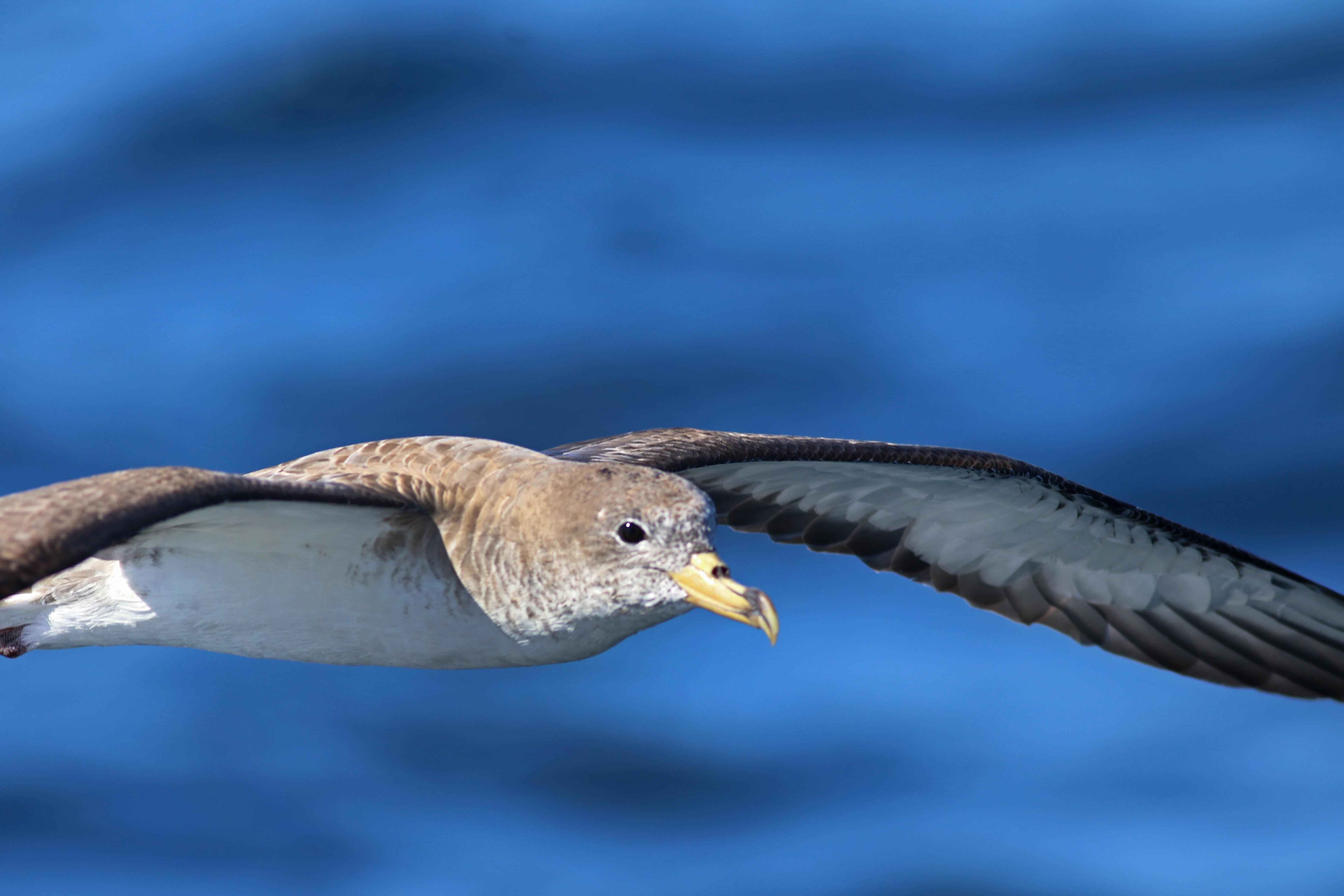 Cory's Shearwater