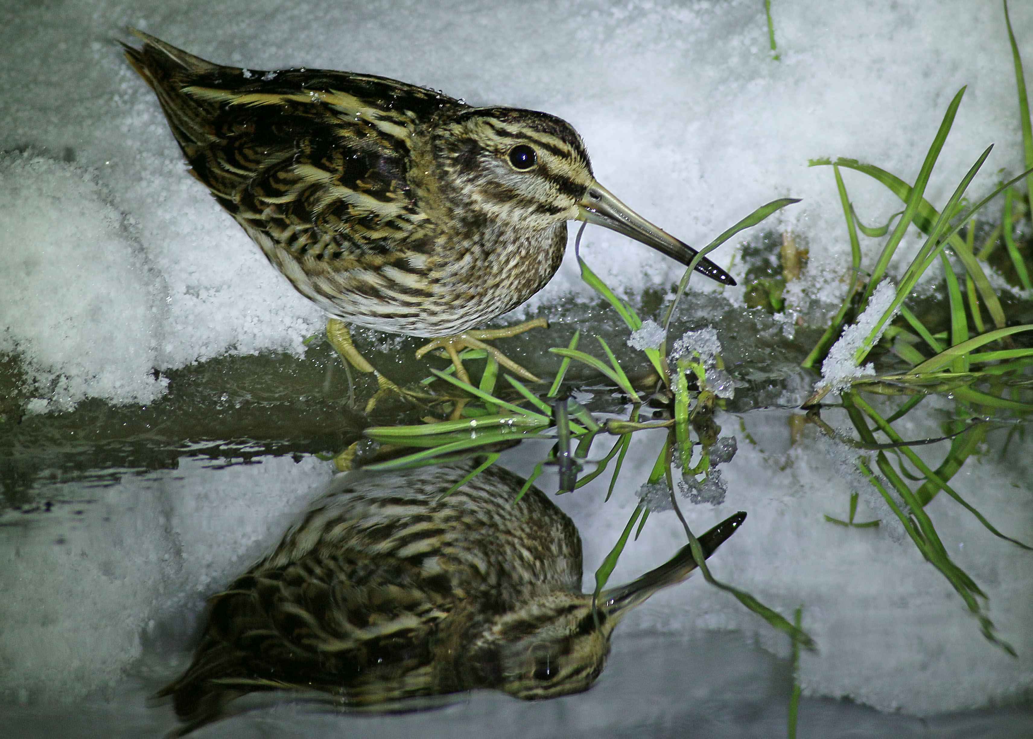 Jack Snipe