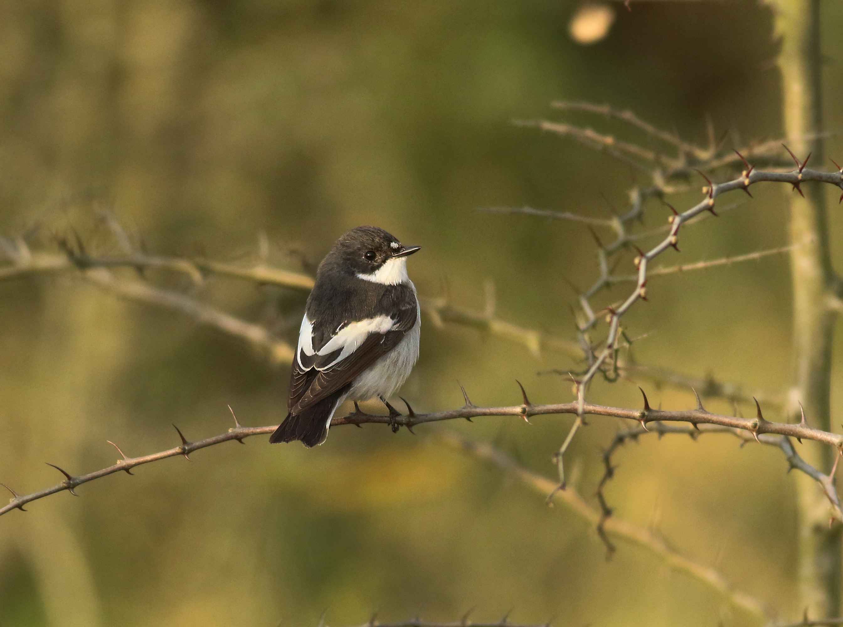 European Pied Flycatcher