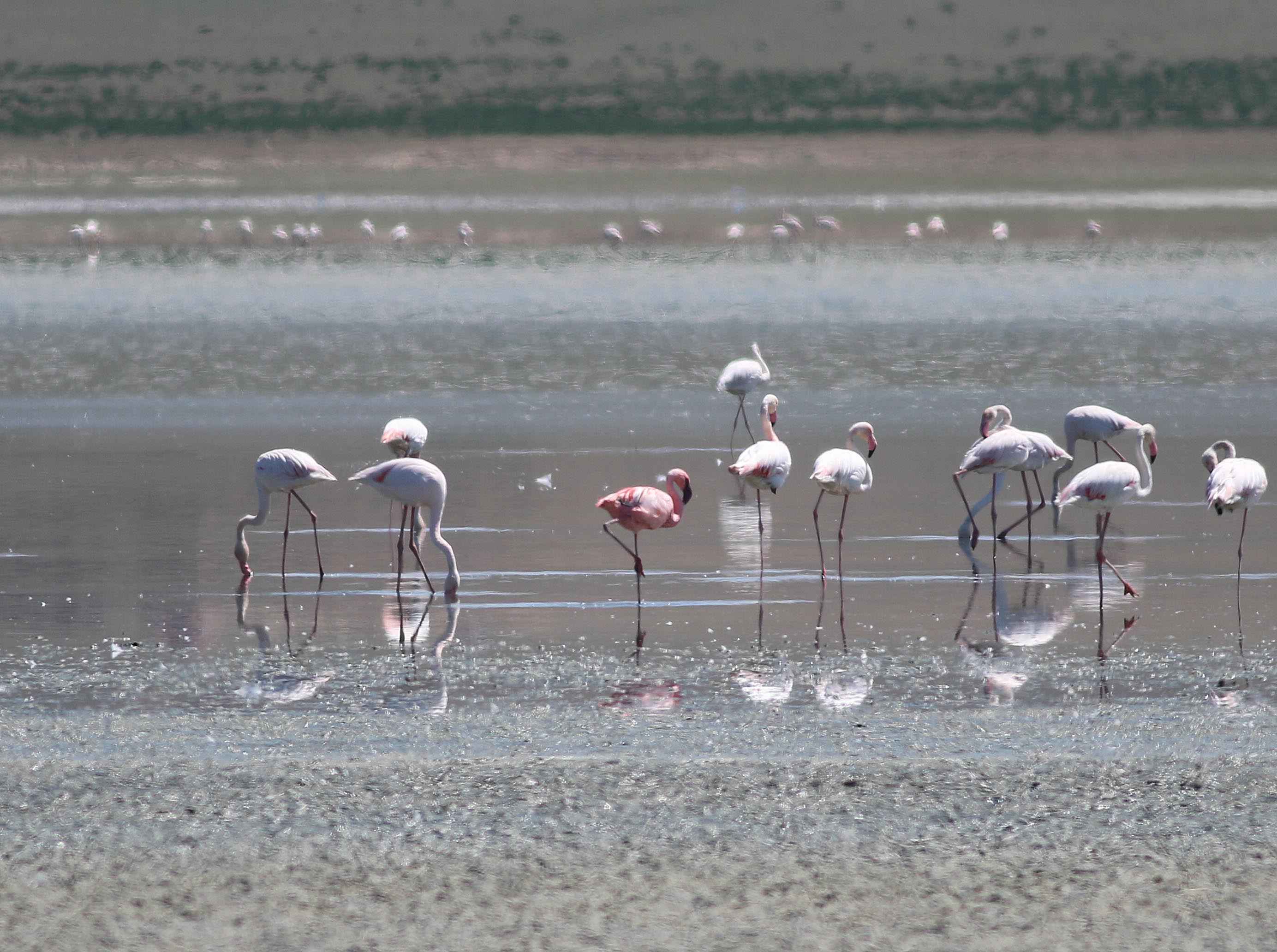 Lesser Flamingo