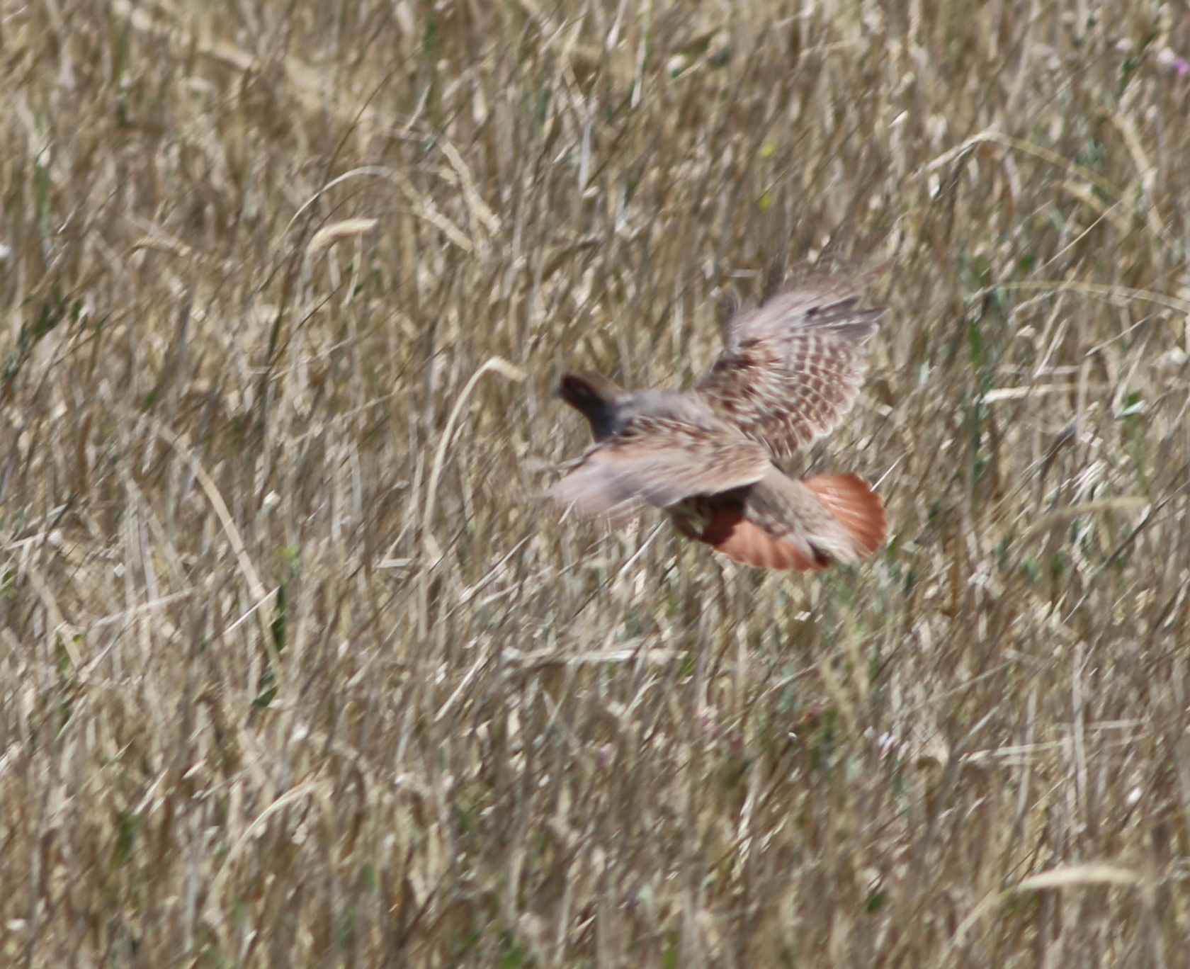 Gray Partridge