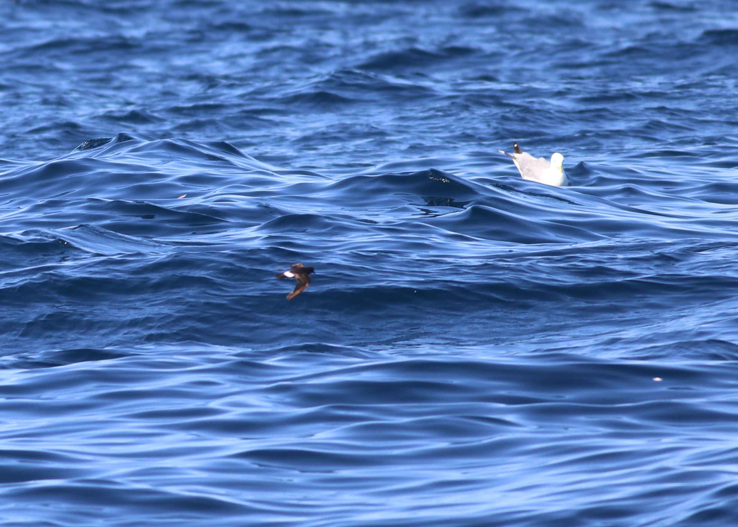 European Storm-Petrel
