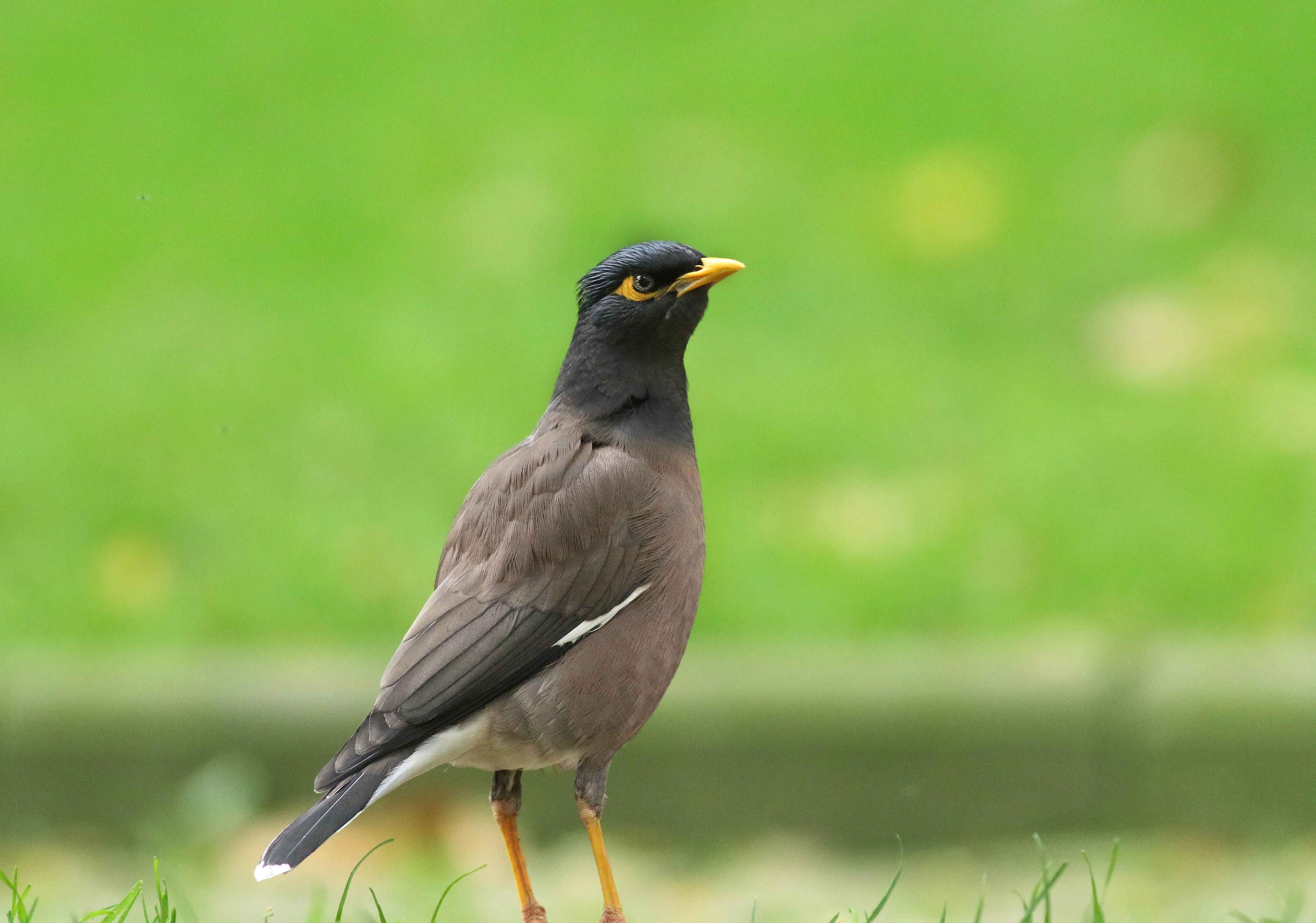 Common Myna