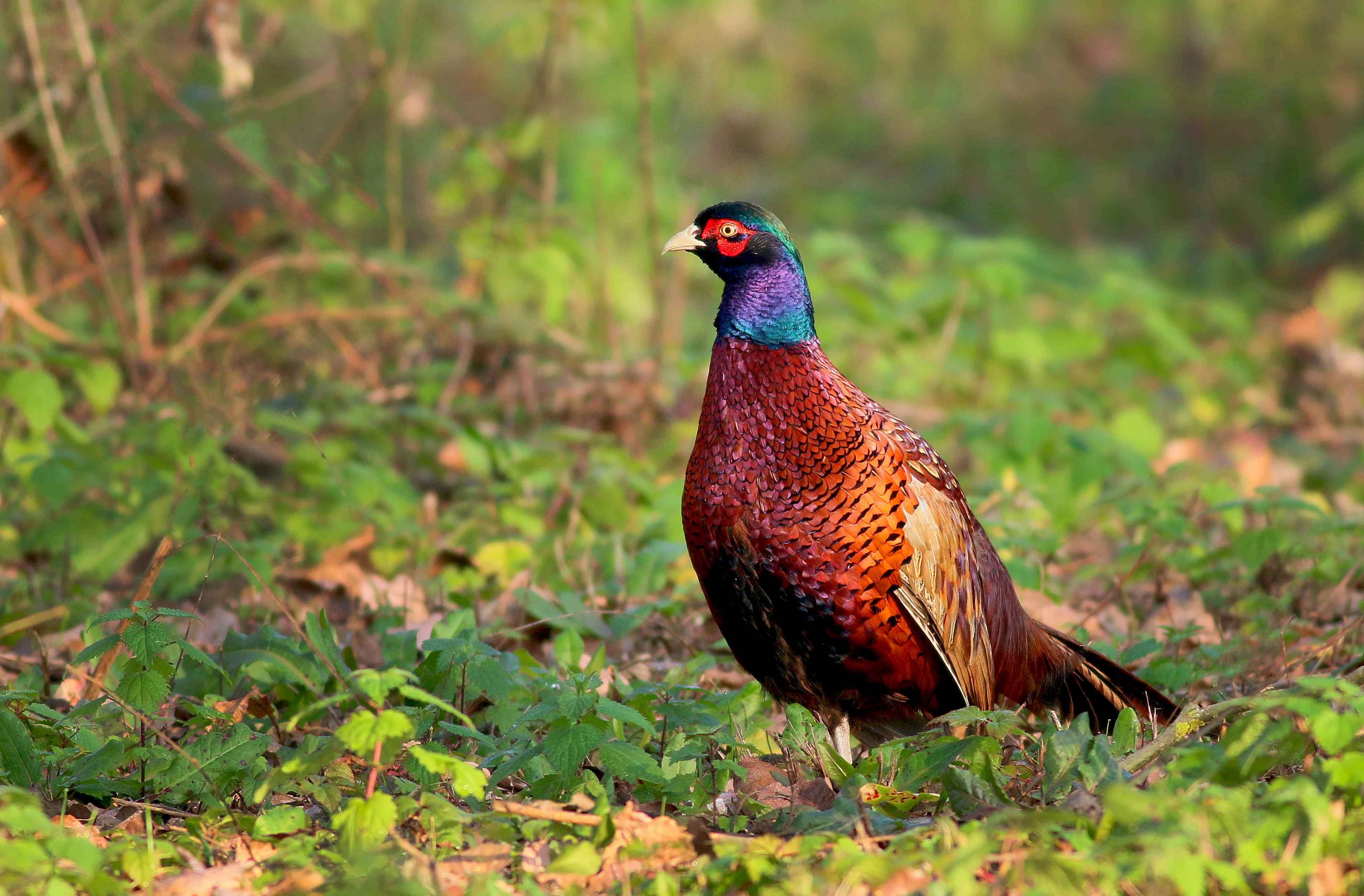 Ring-necked Pheasant