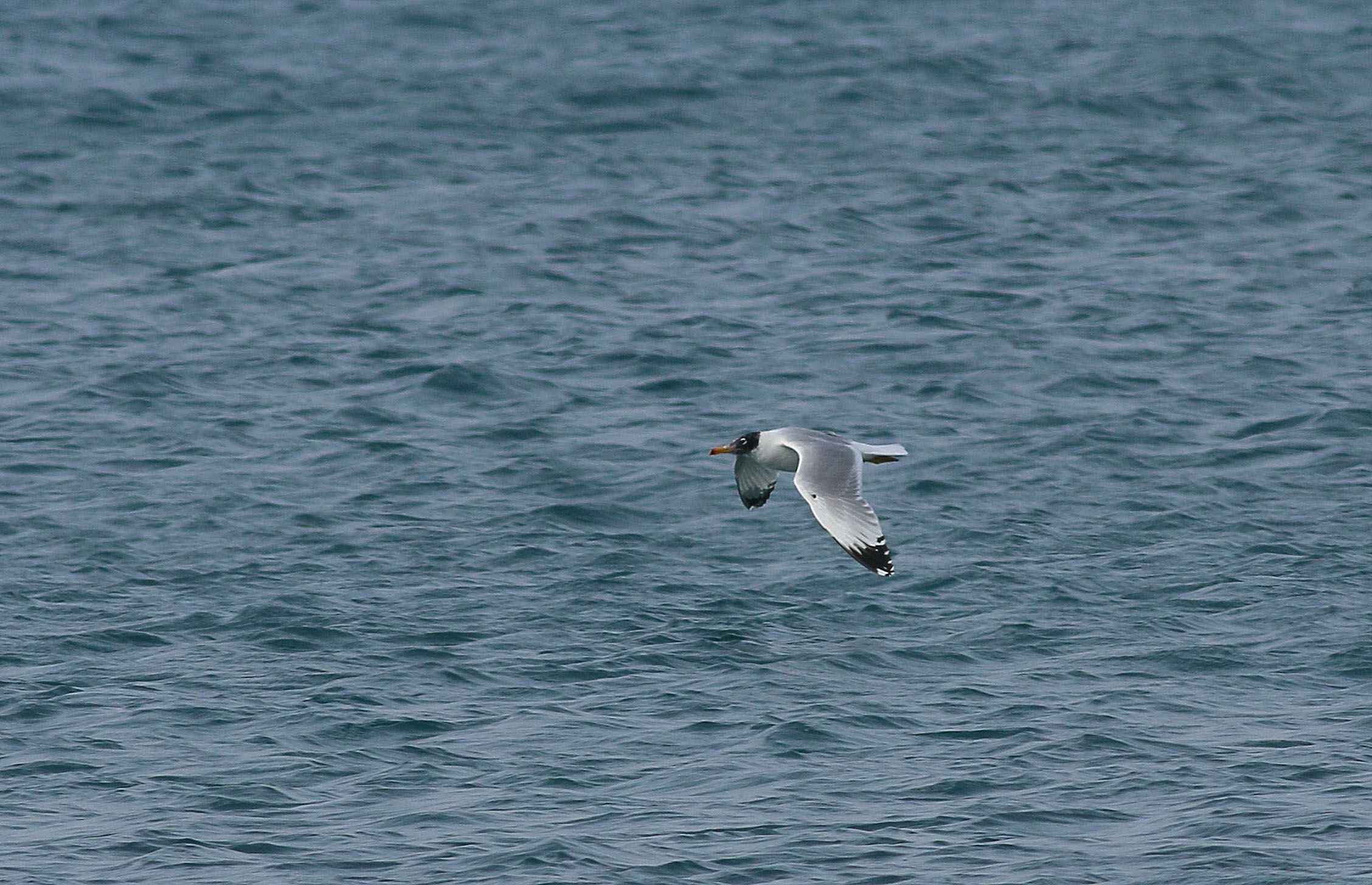 Great Black-backed Gull