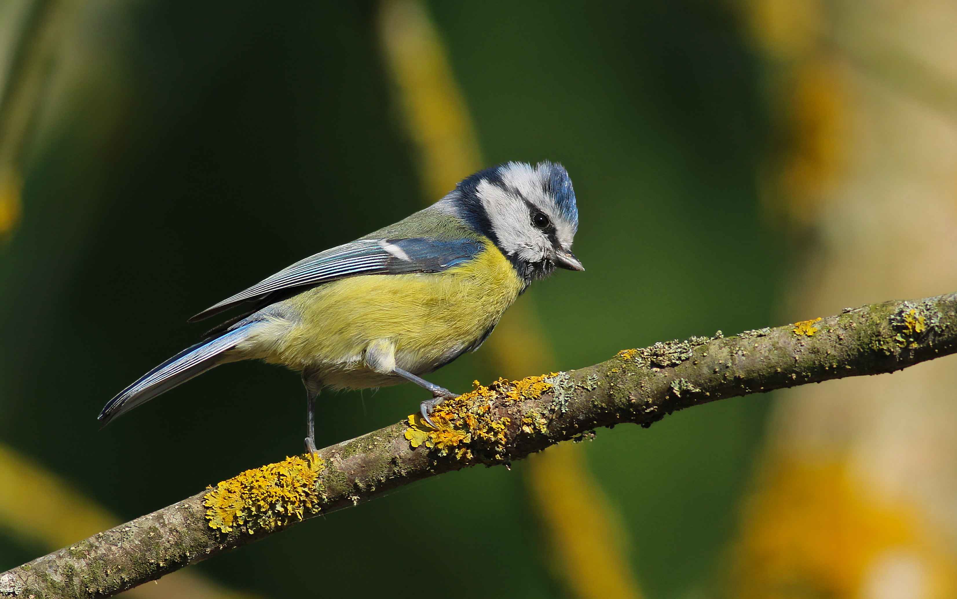 Eurasian Blue Tit