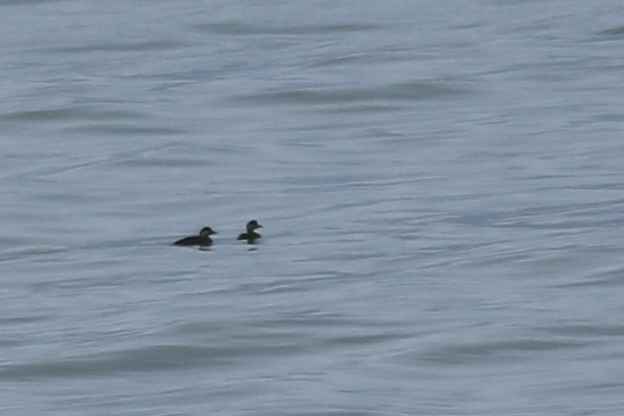Common Scoter