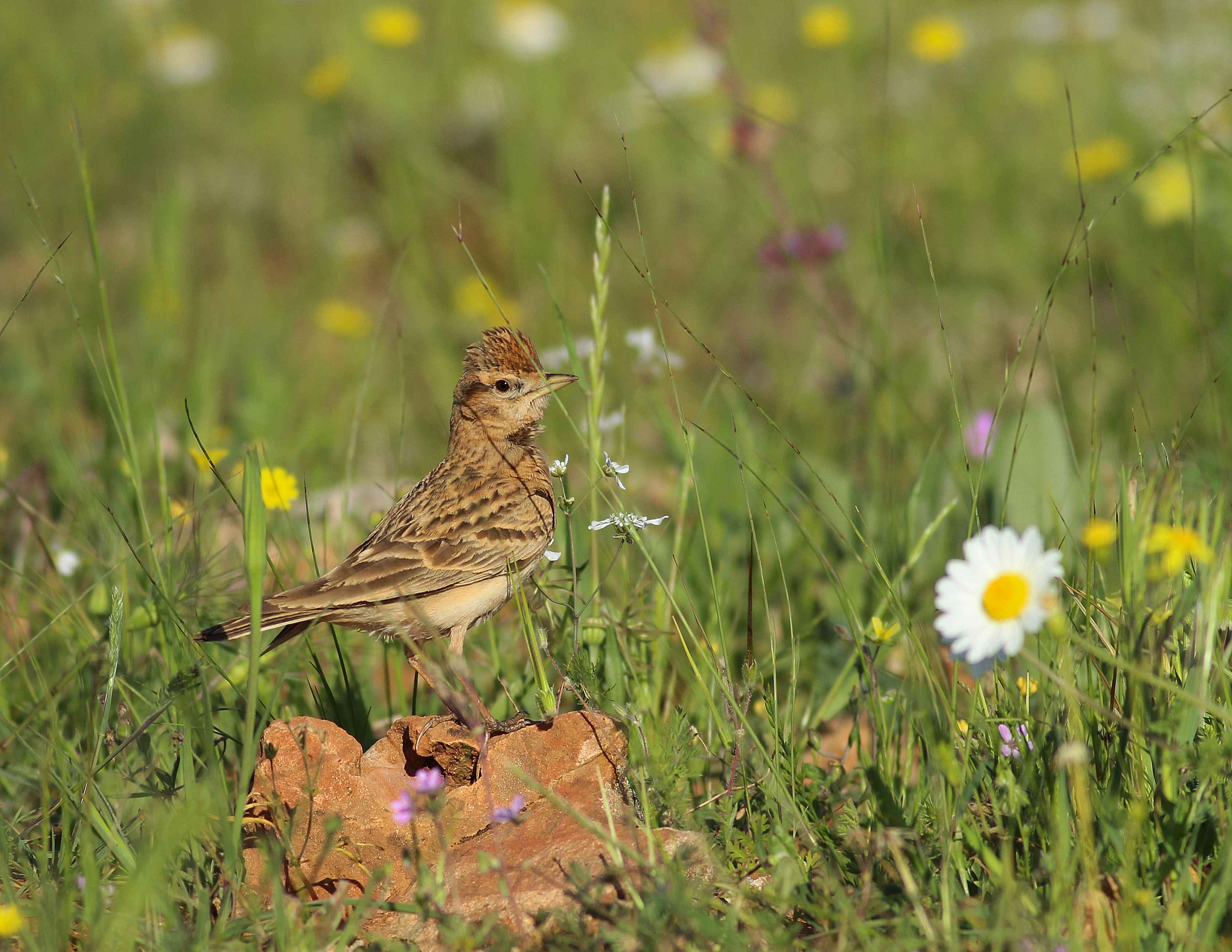 Lesser Short-toed Lark