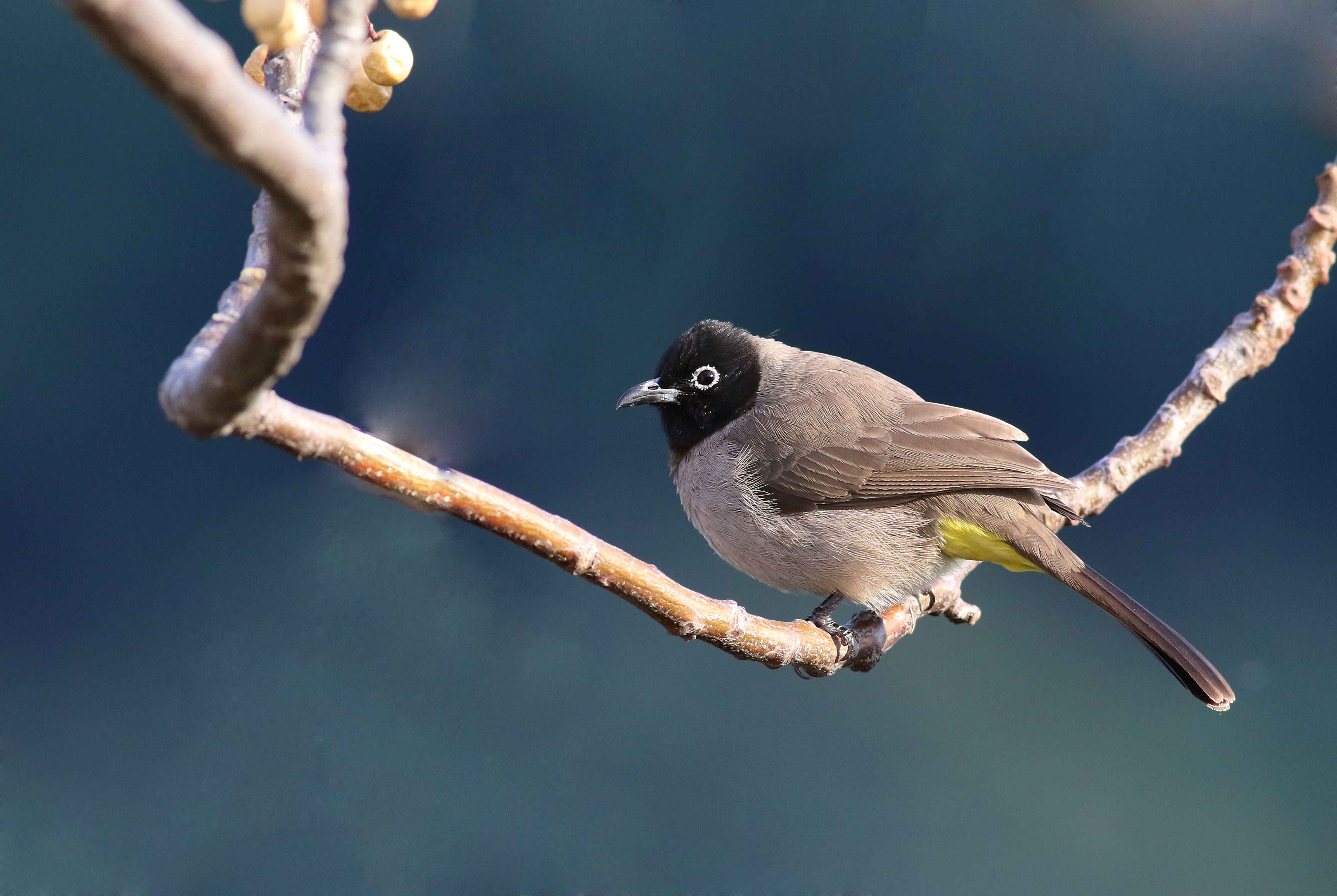 White-spectacled Bulbul
