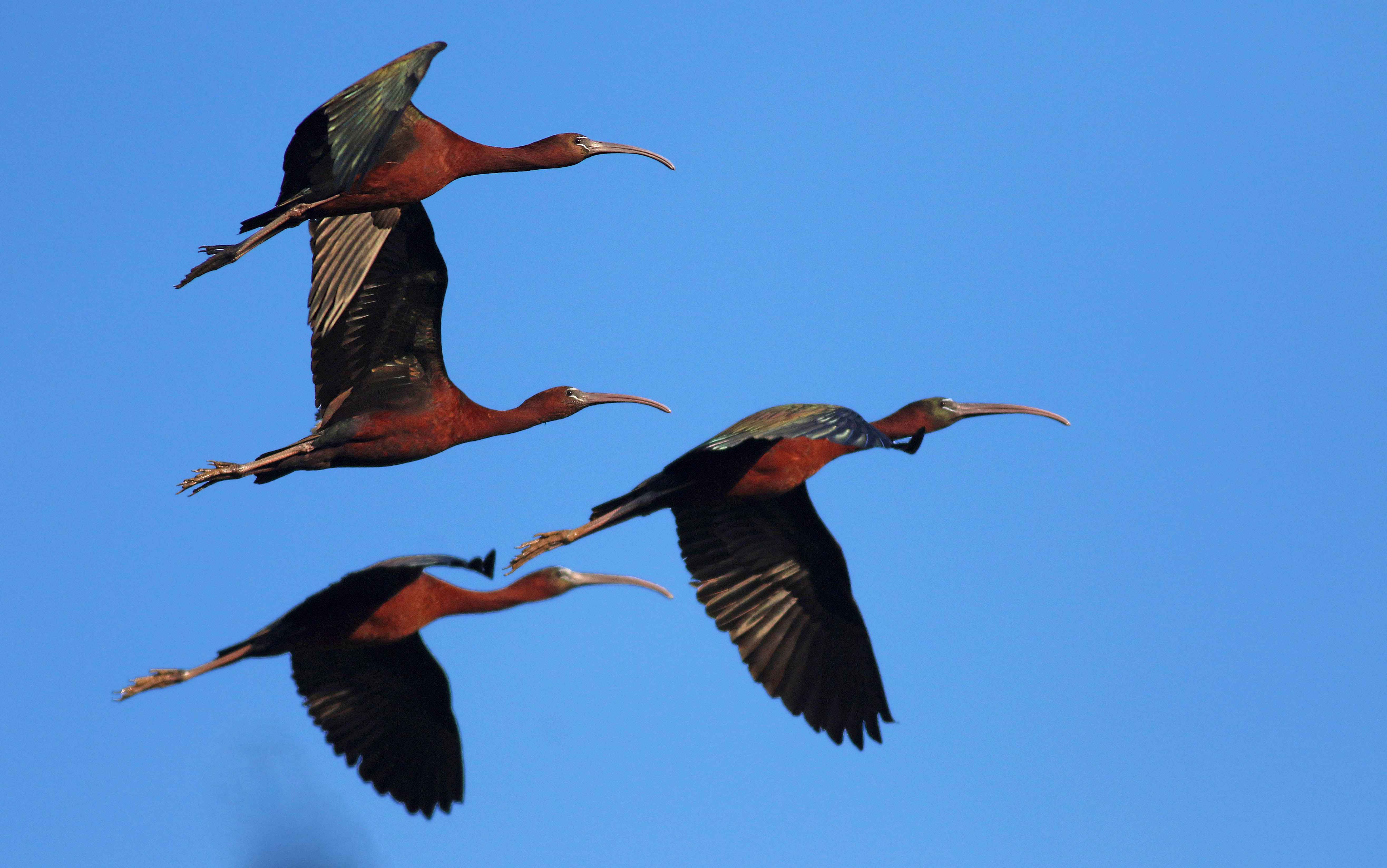 Glossy Ibis