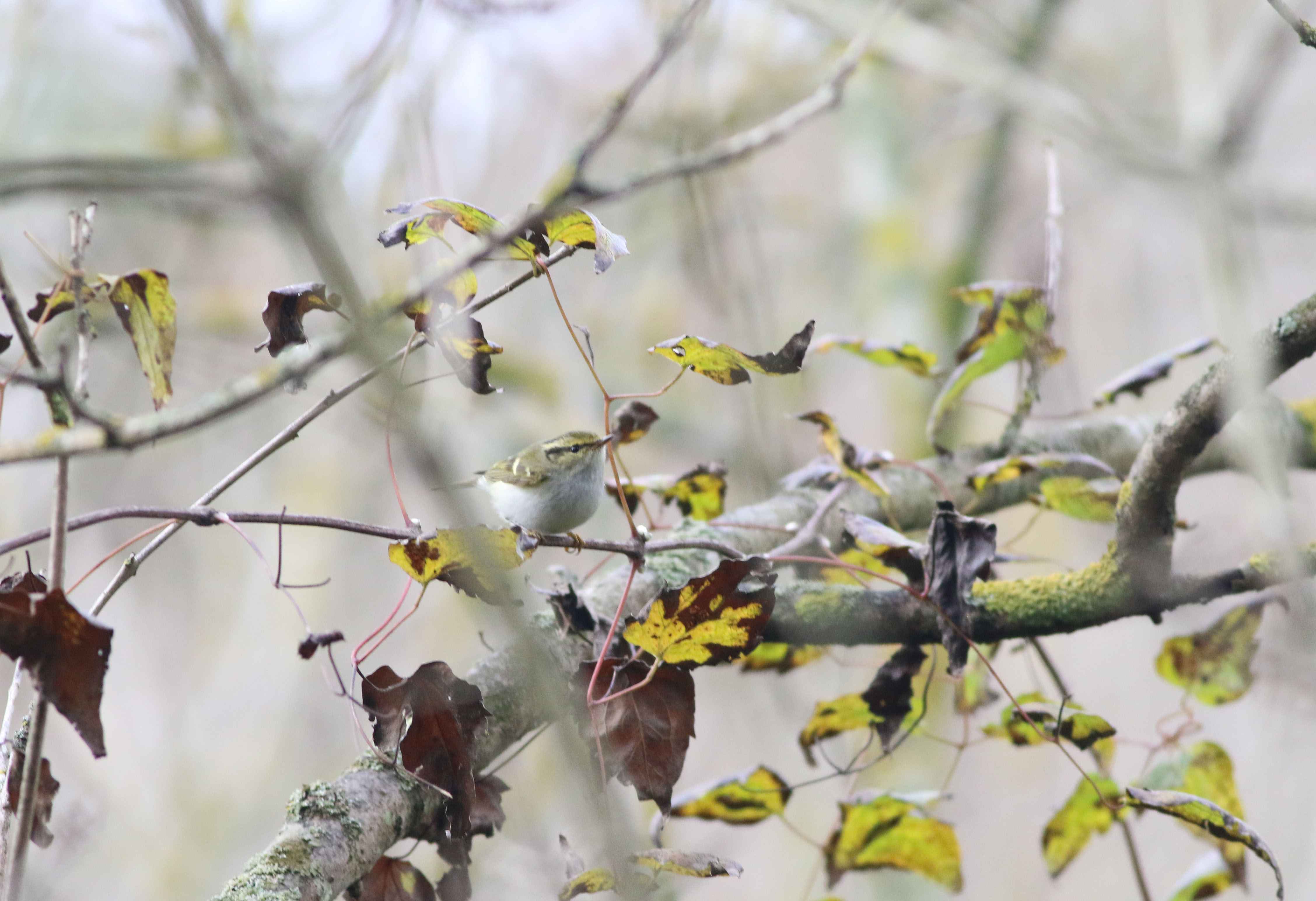 Pallas's Leaf Warbler