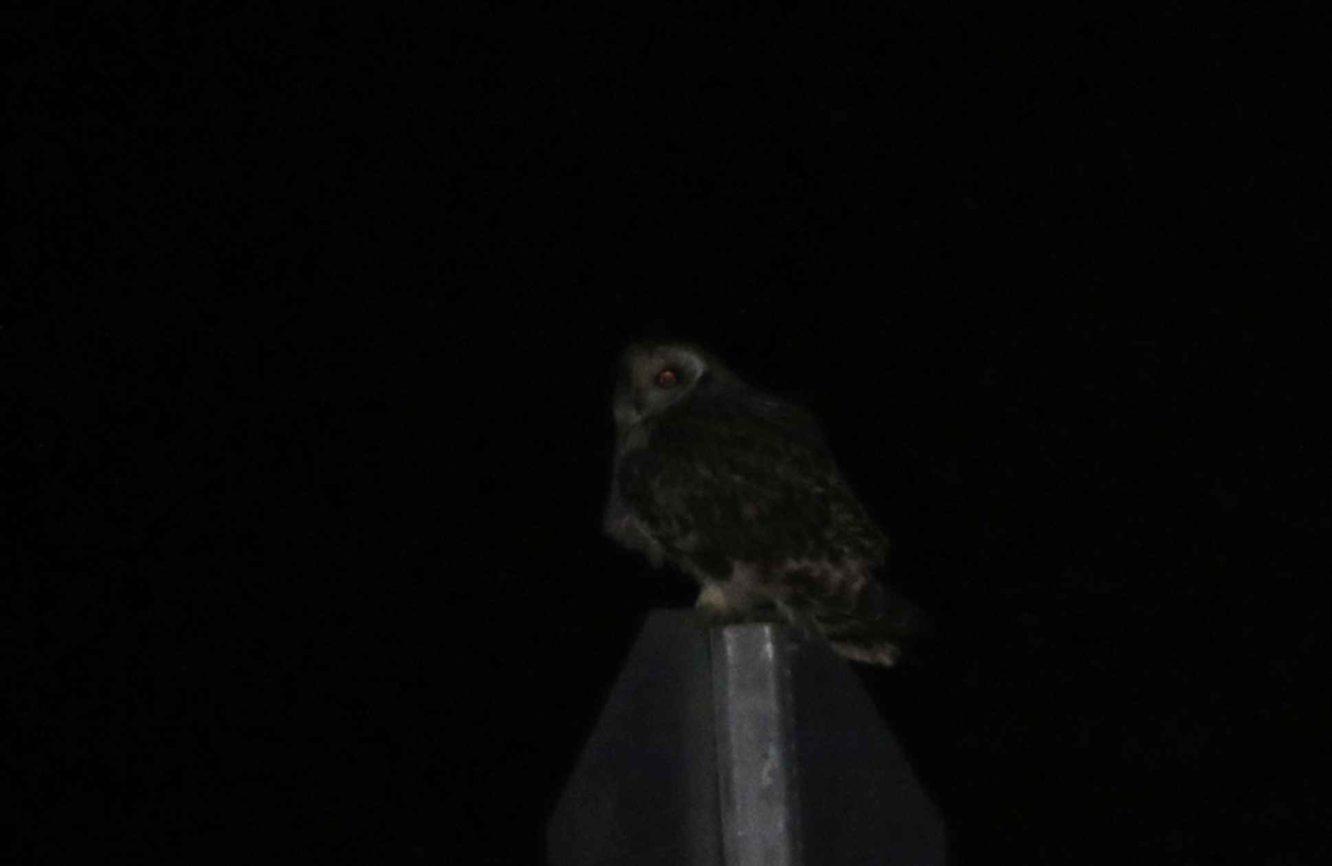 Short-eared Owl