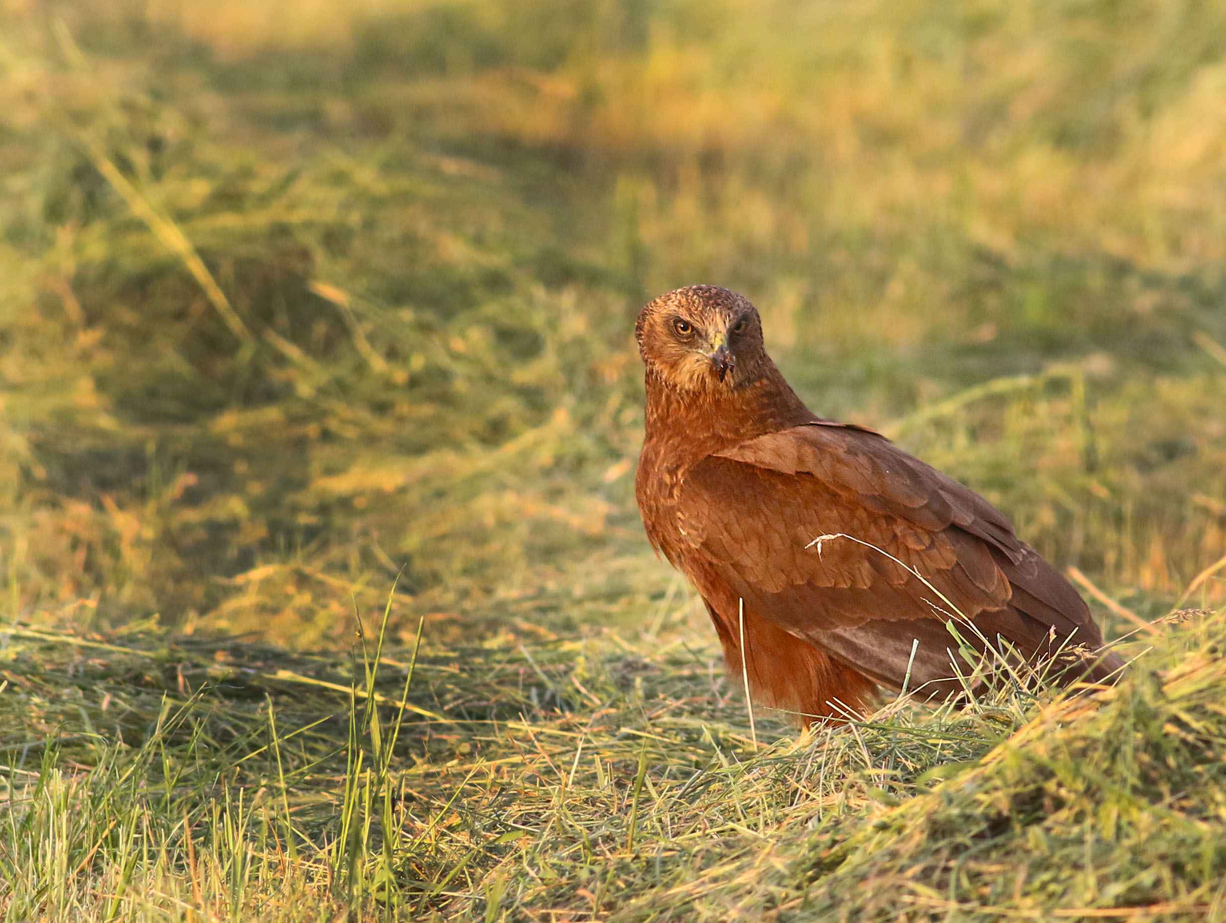 Eurasian Marsh-Harrier