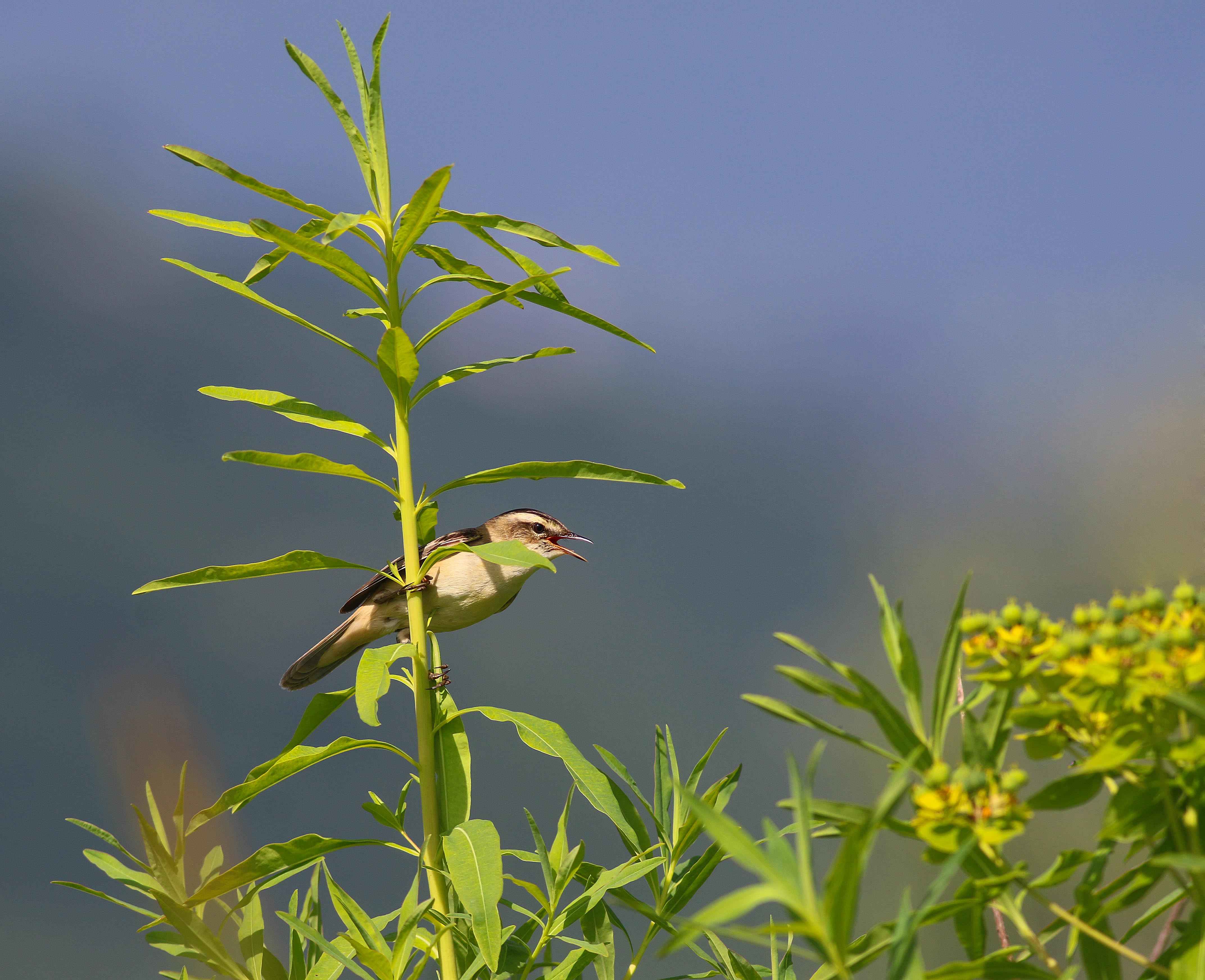 Sedge Warbler