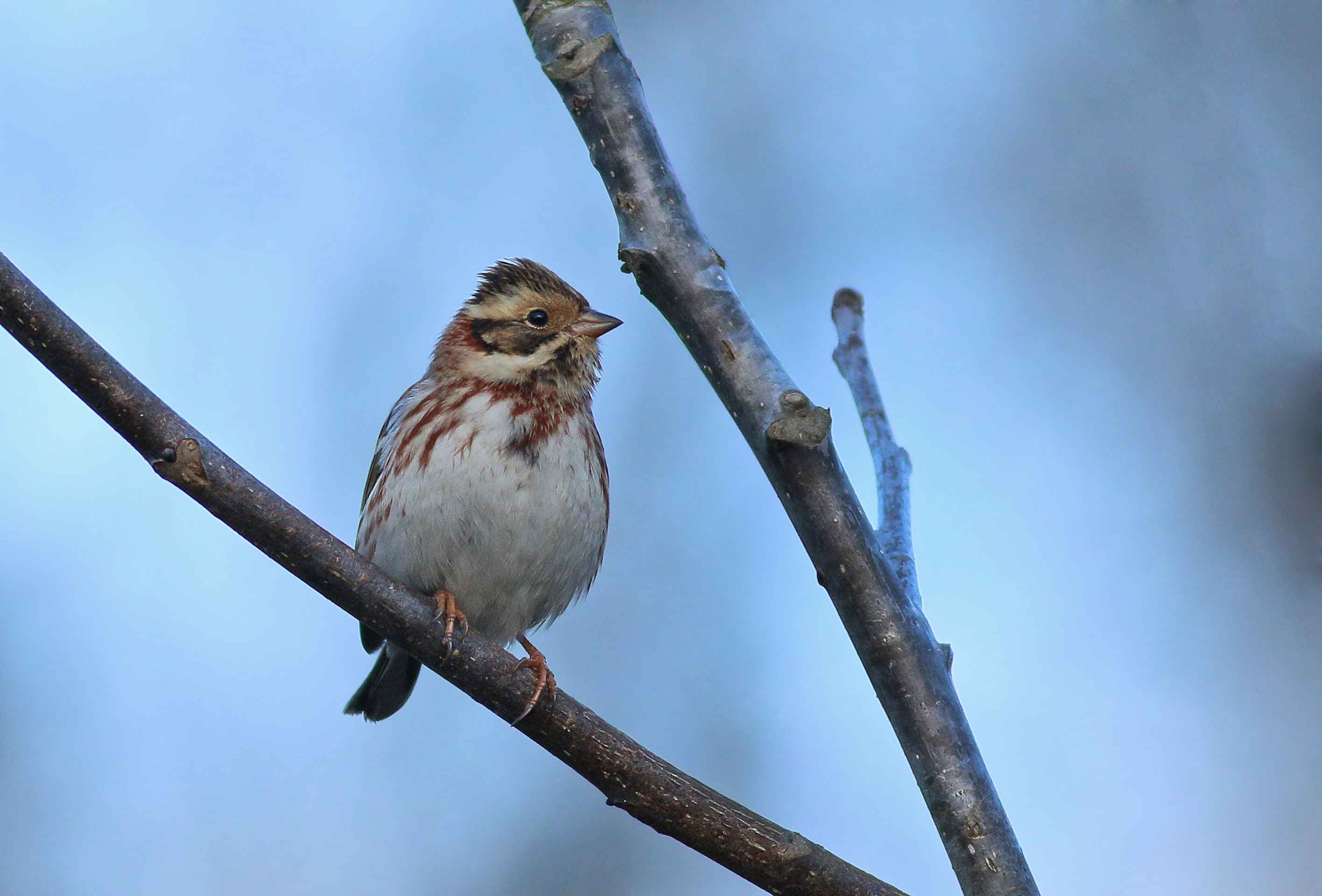 Rustic Bunting