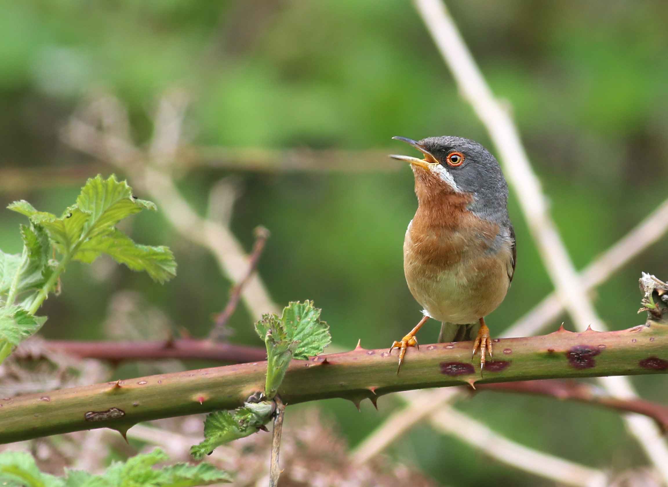 Subalpine Warbler