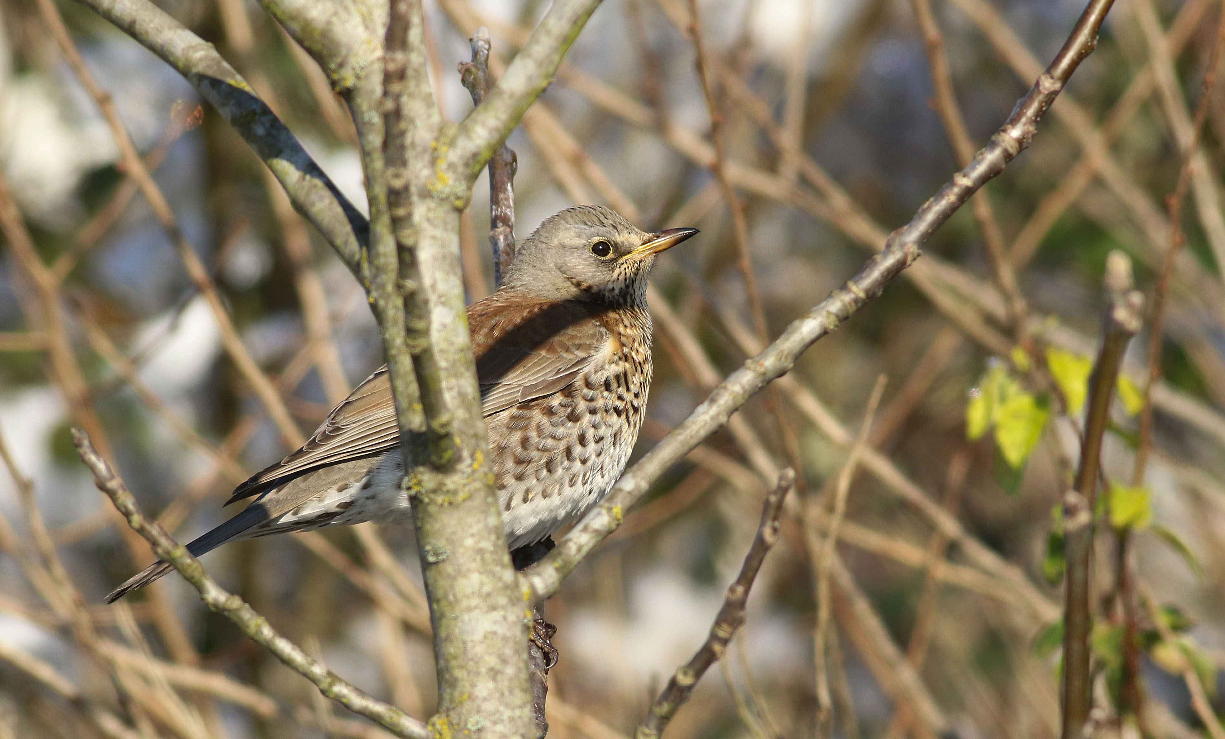 Fieldfare