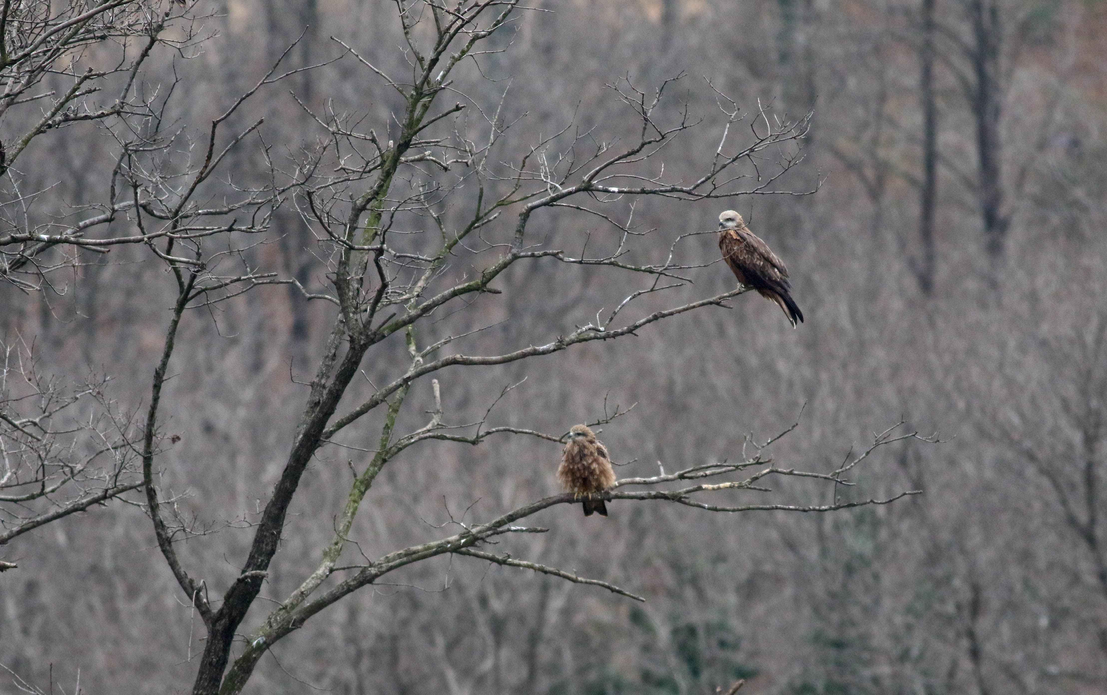Red Kite