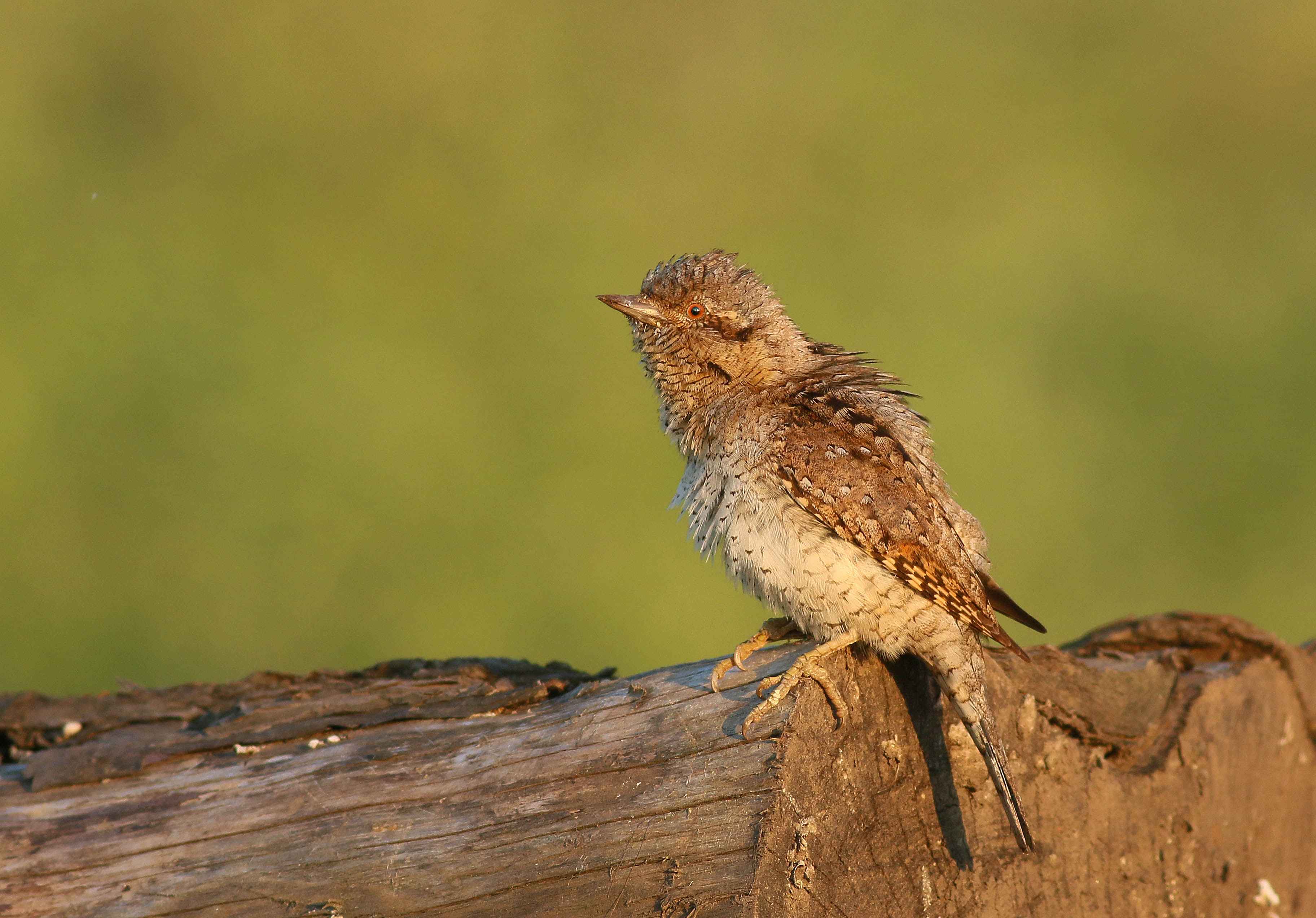 Eurasian Wryneck