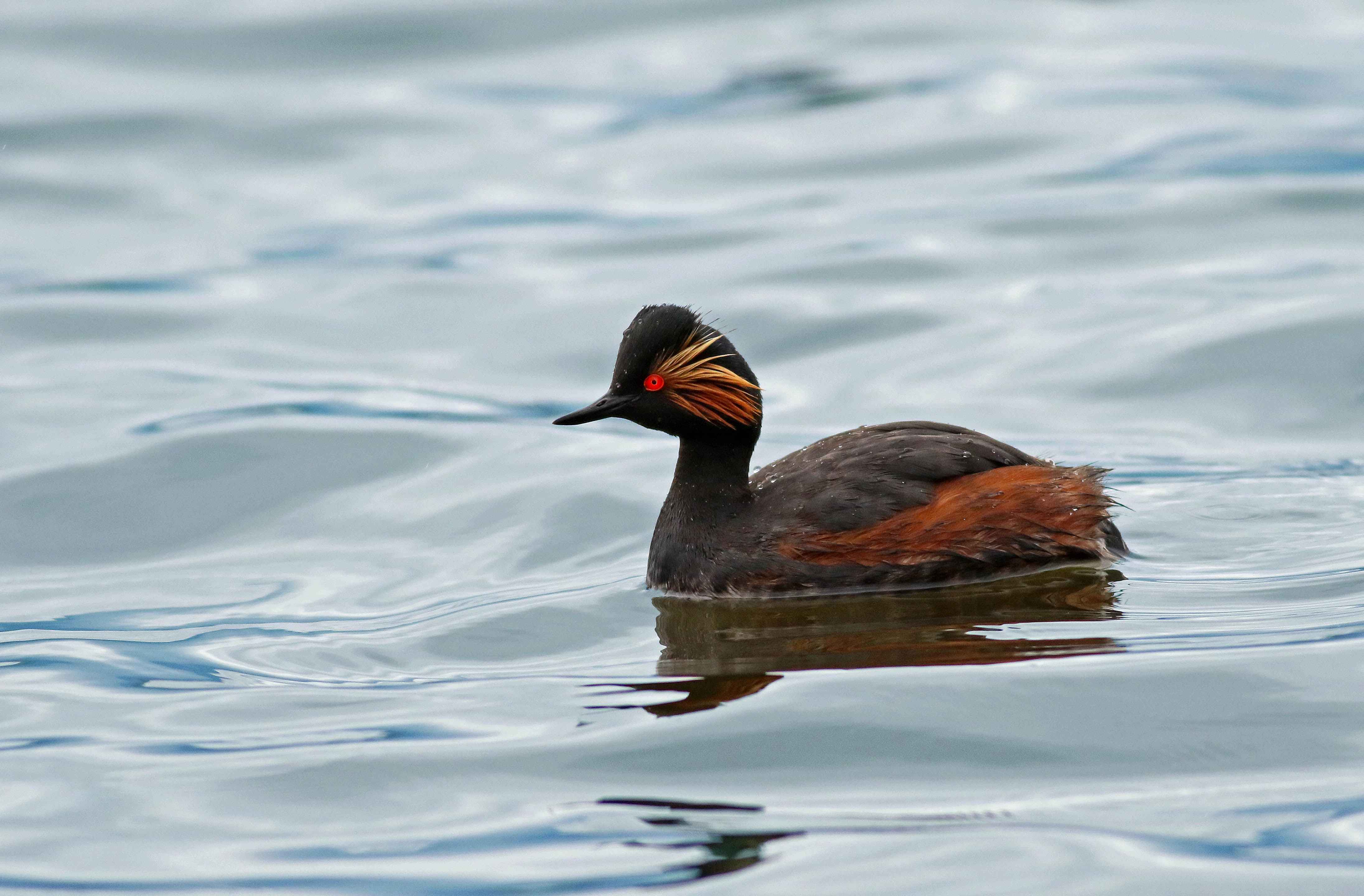 Eared Grebe