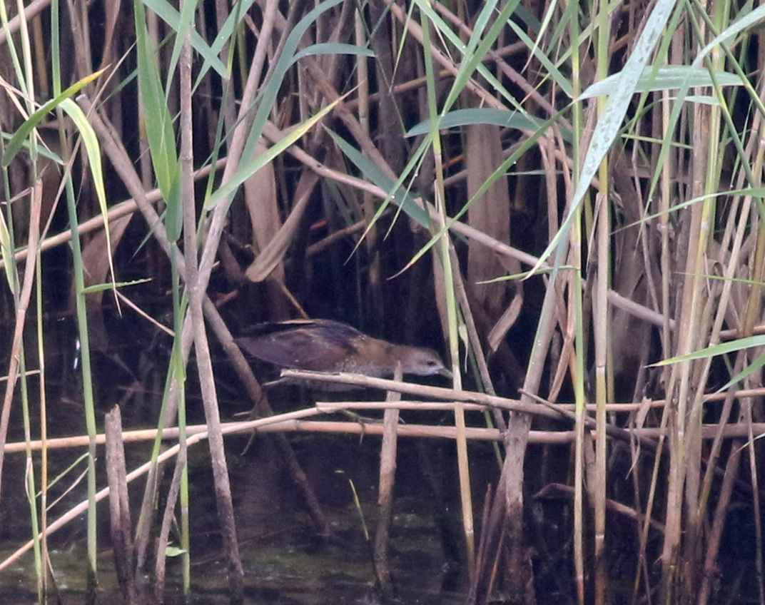 Baillon's Crake