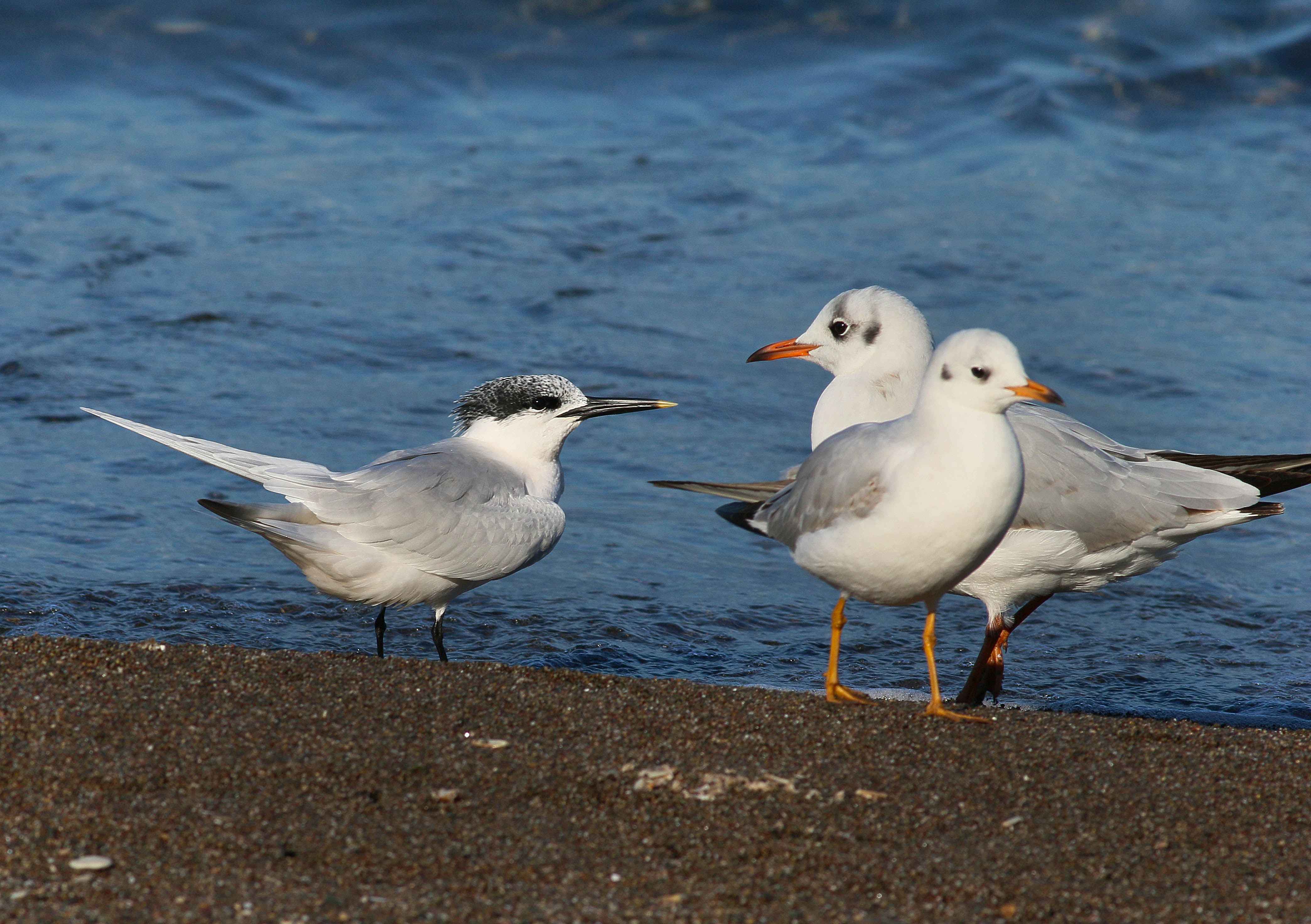 Sandwich Tern
