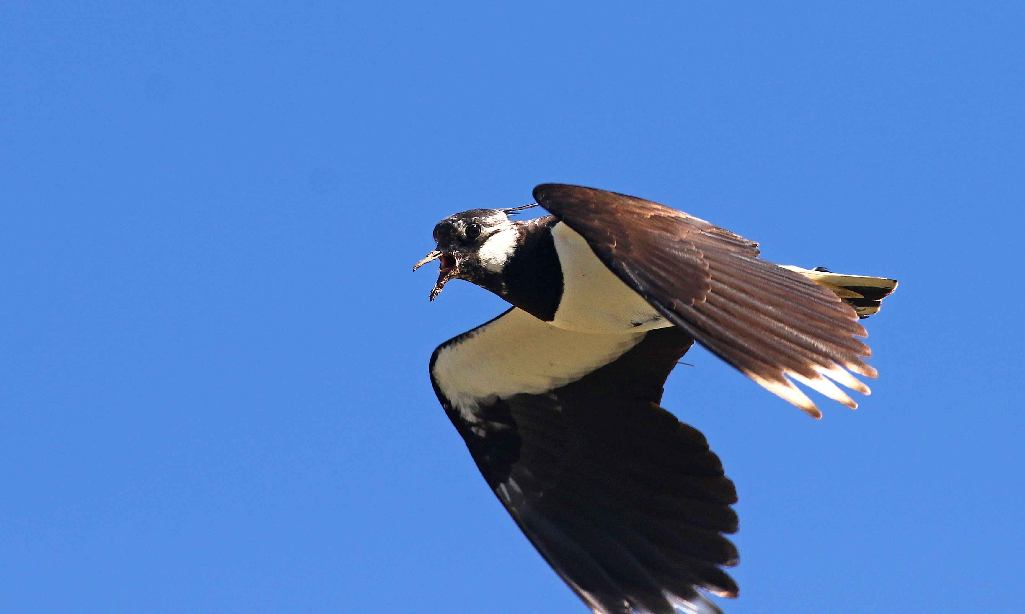 Northern Lapwing