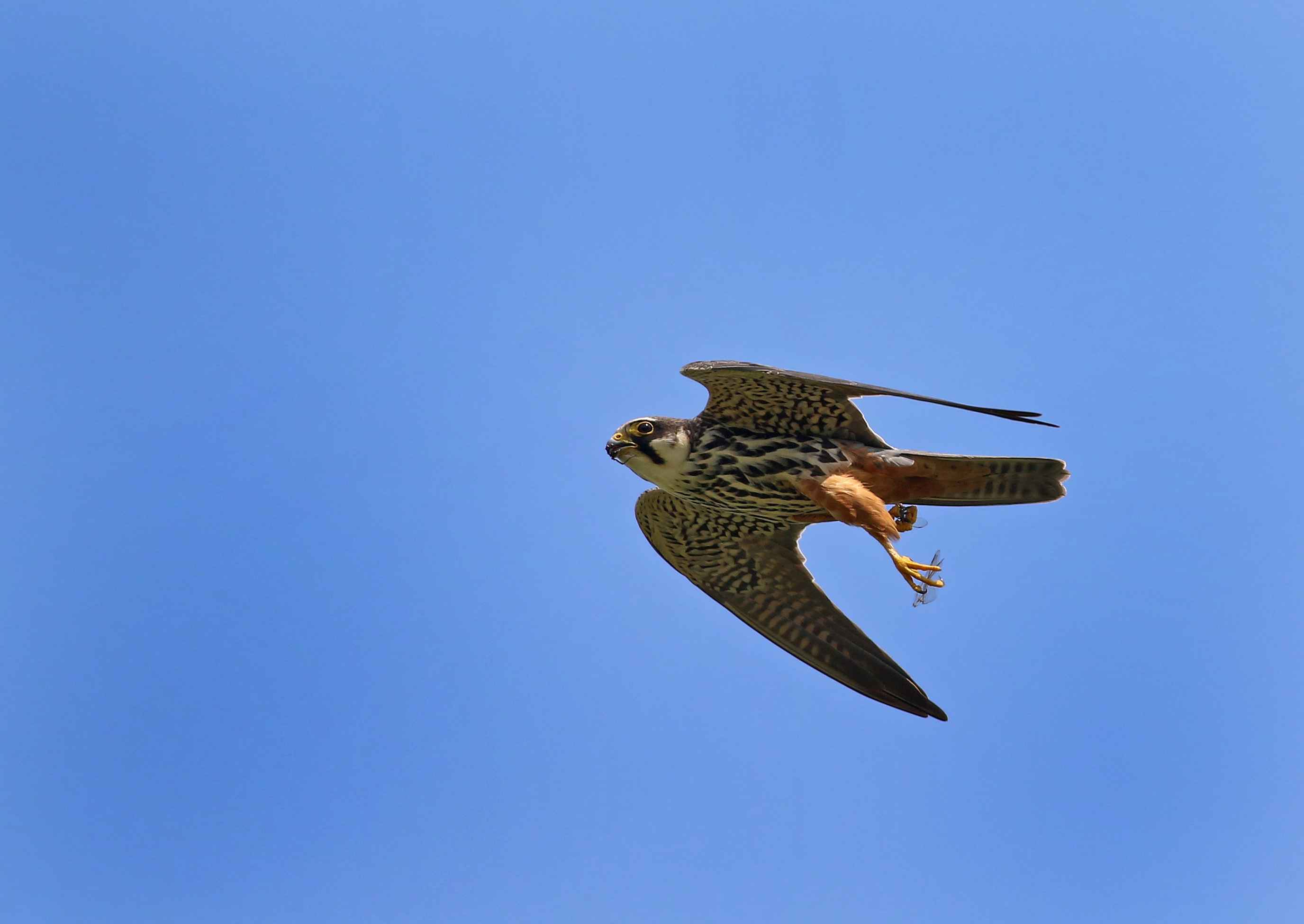 Eurasian Hobby