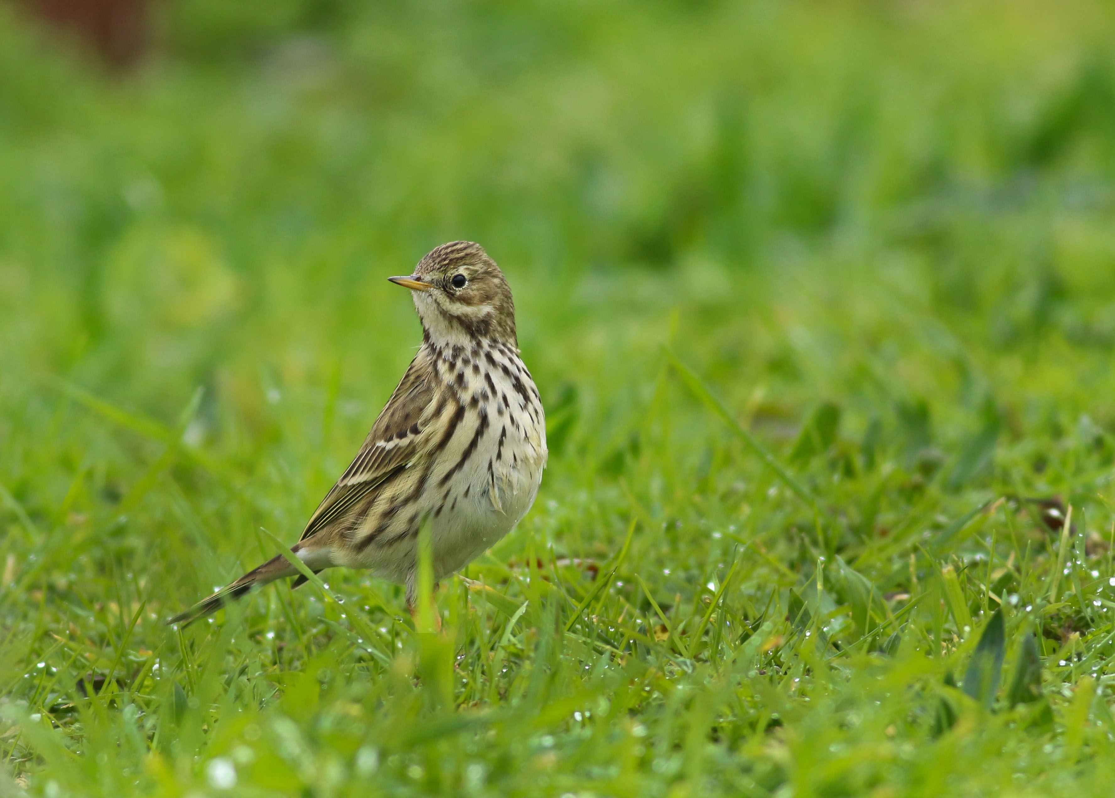 Meadow Pipit