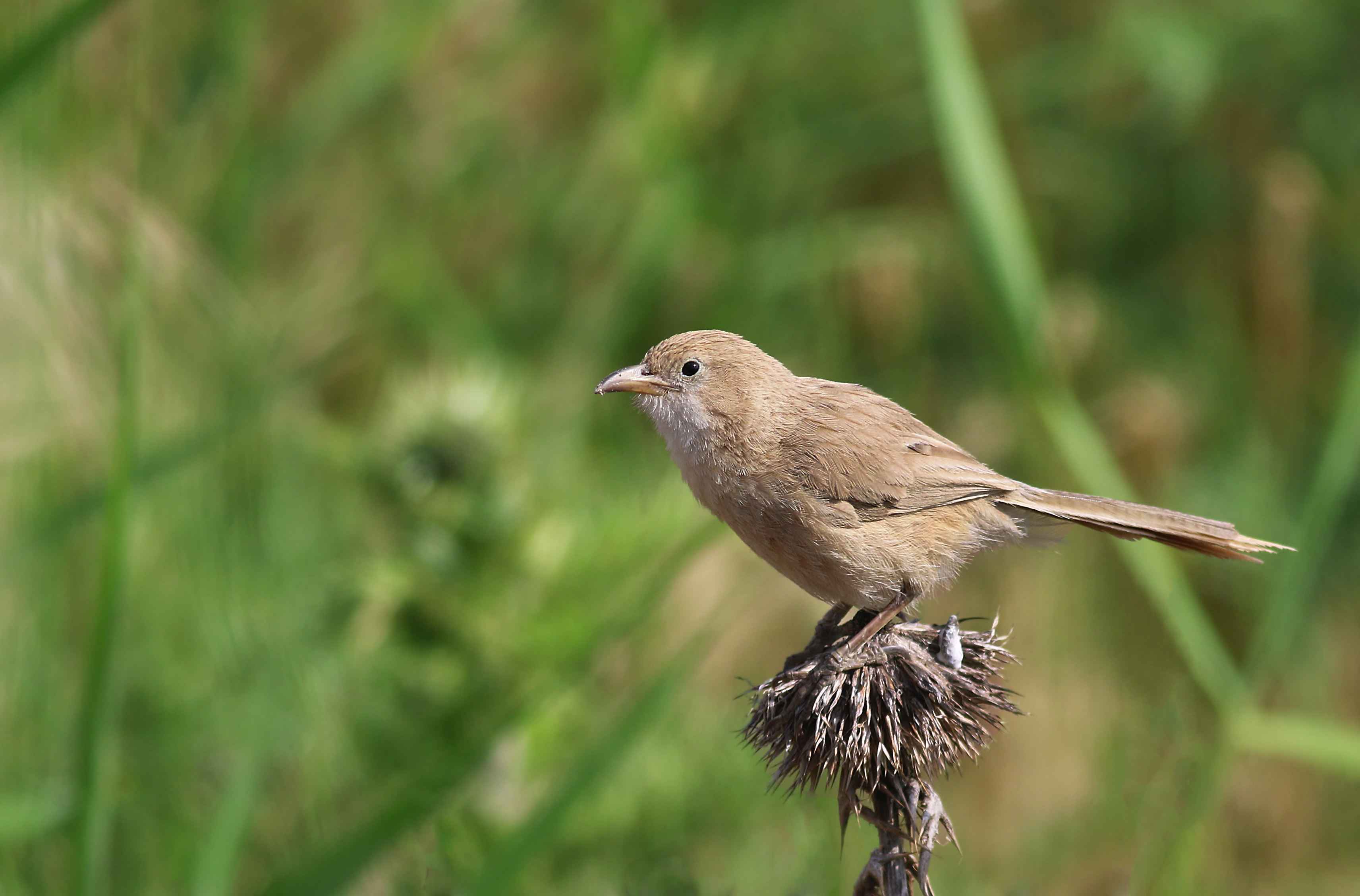 Iraq Babbler