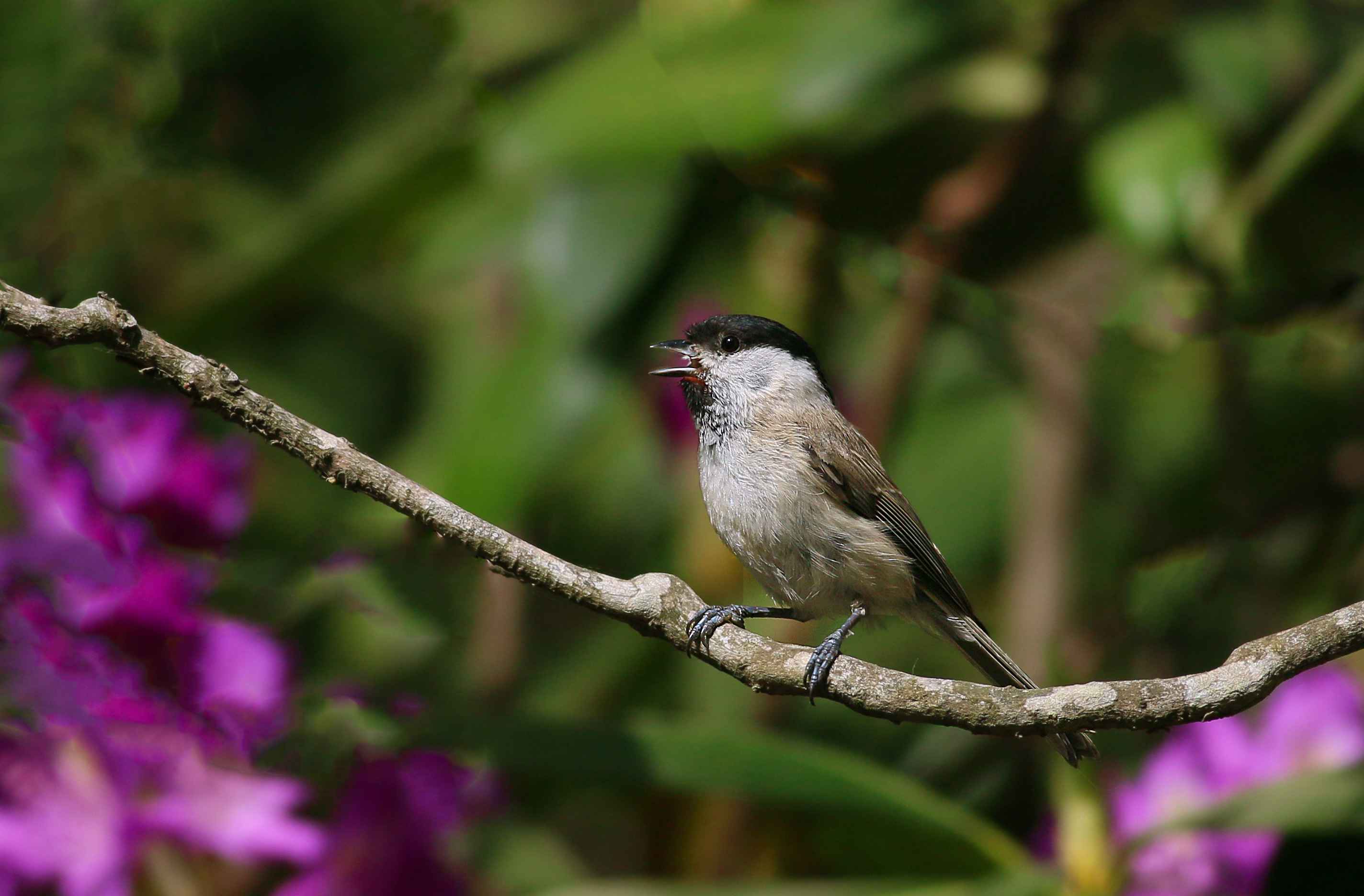Marsh Tit