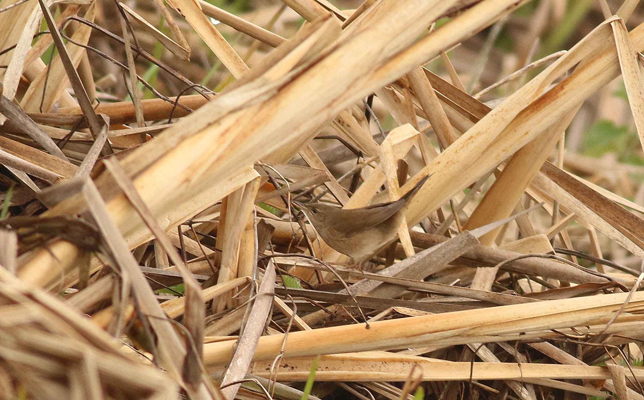 Savi's Warbler