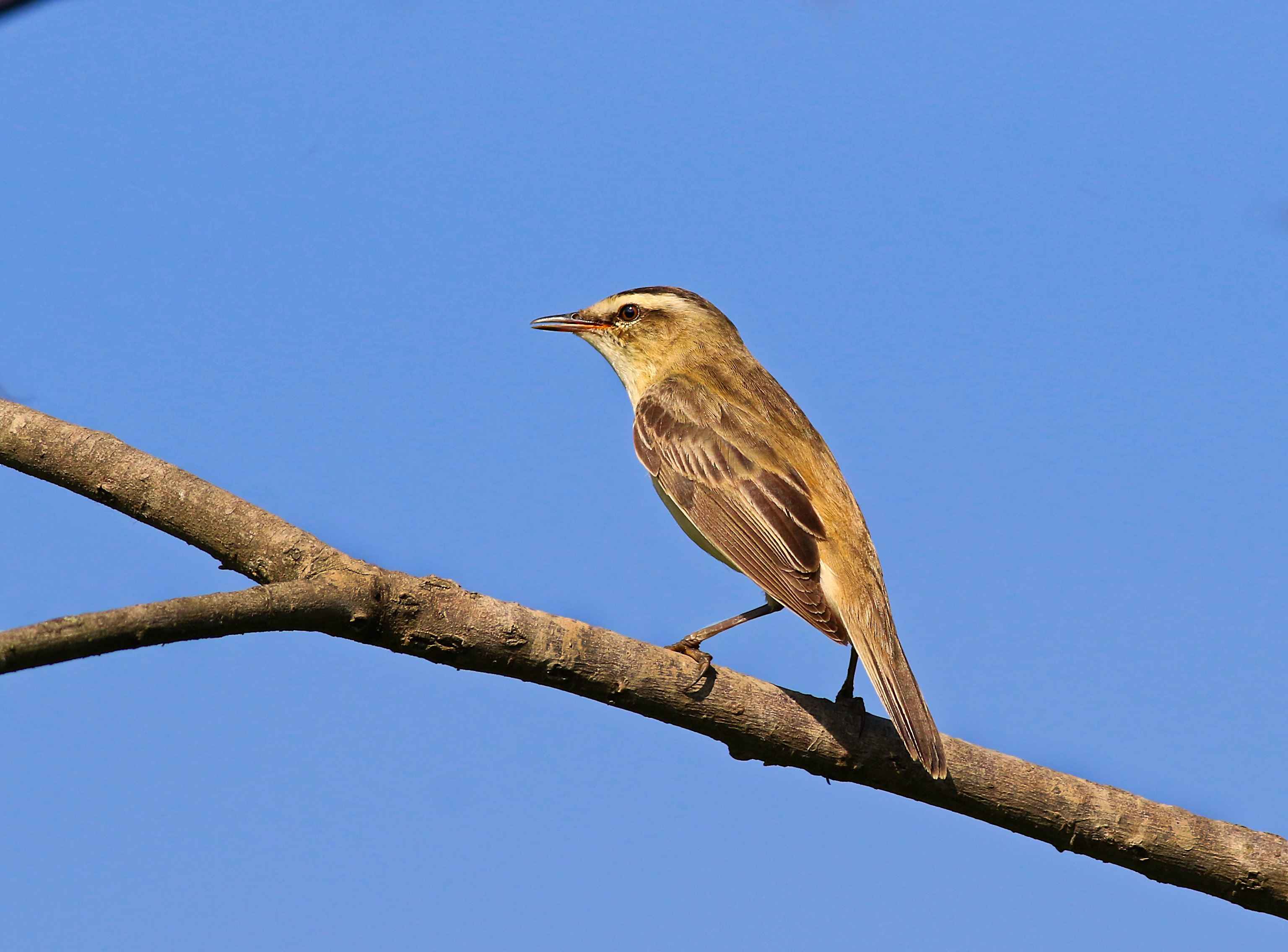 Sedge Warbler