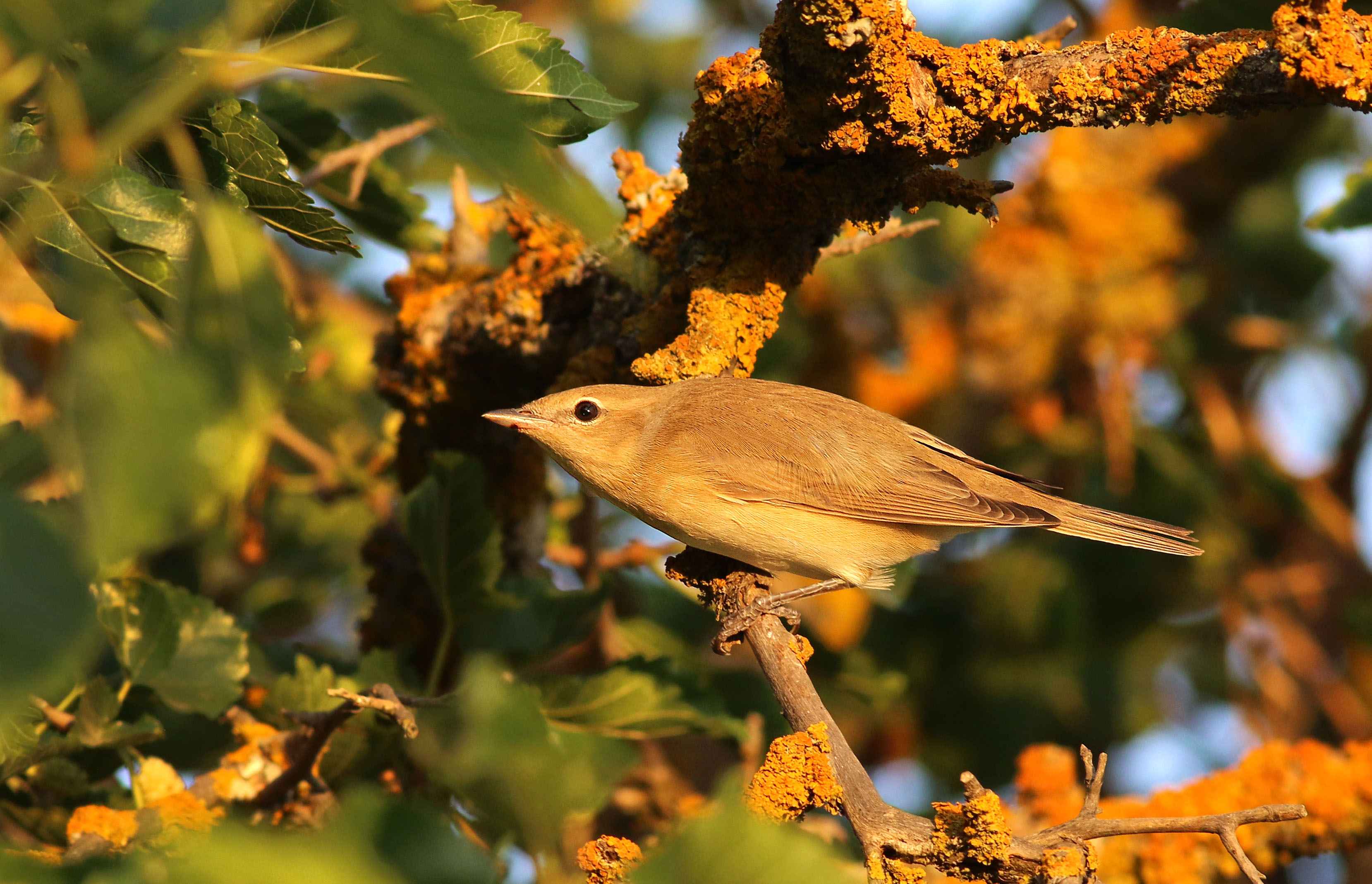 Garden Warbler