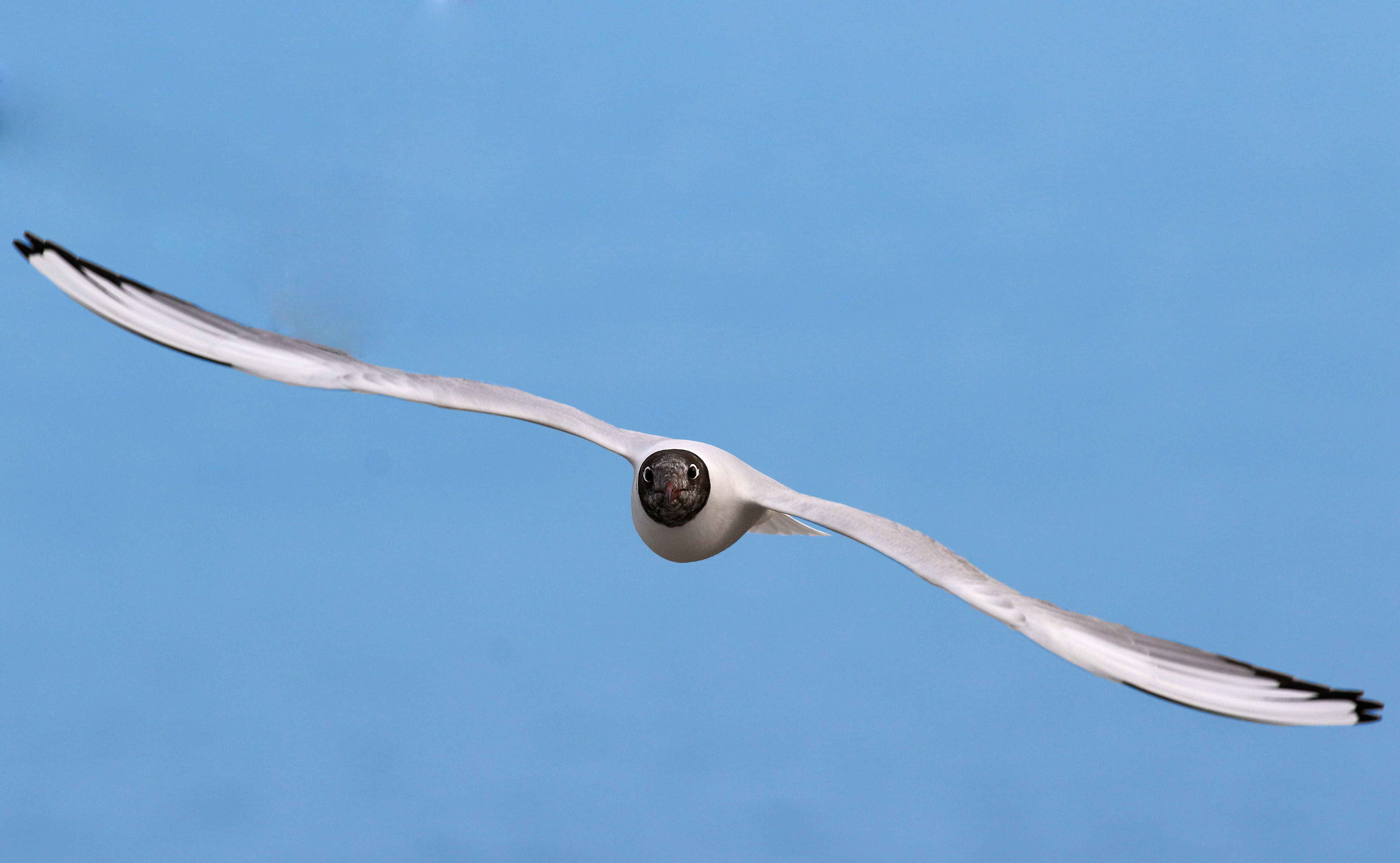 Black-headed Gull