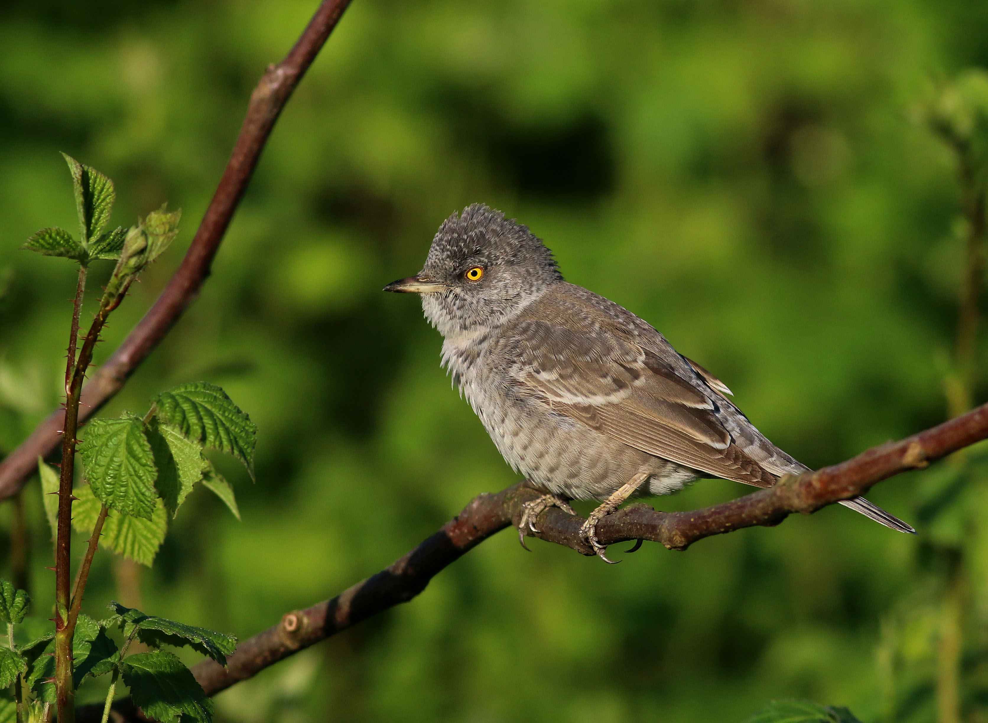 Barred Warbler