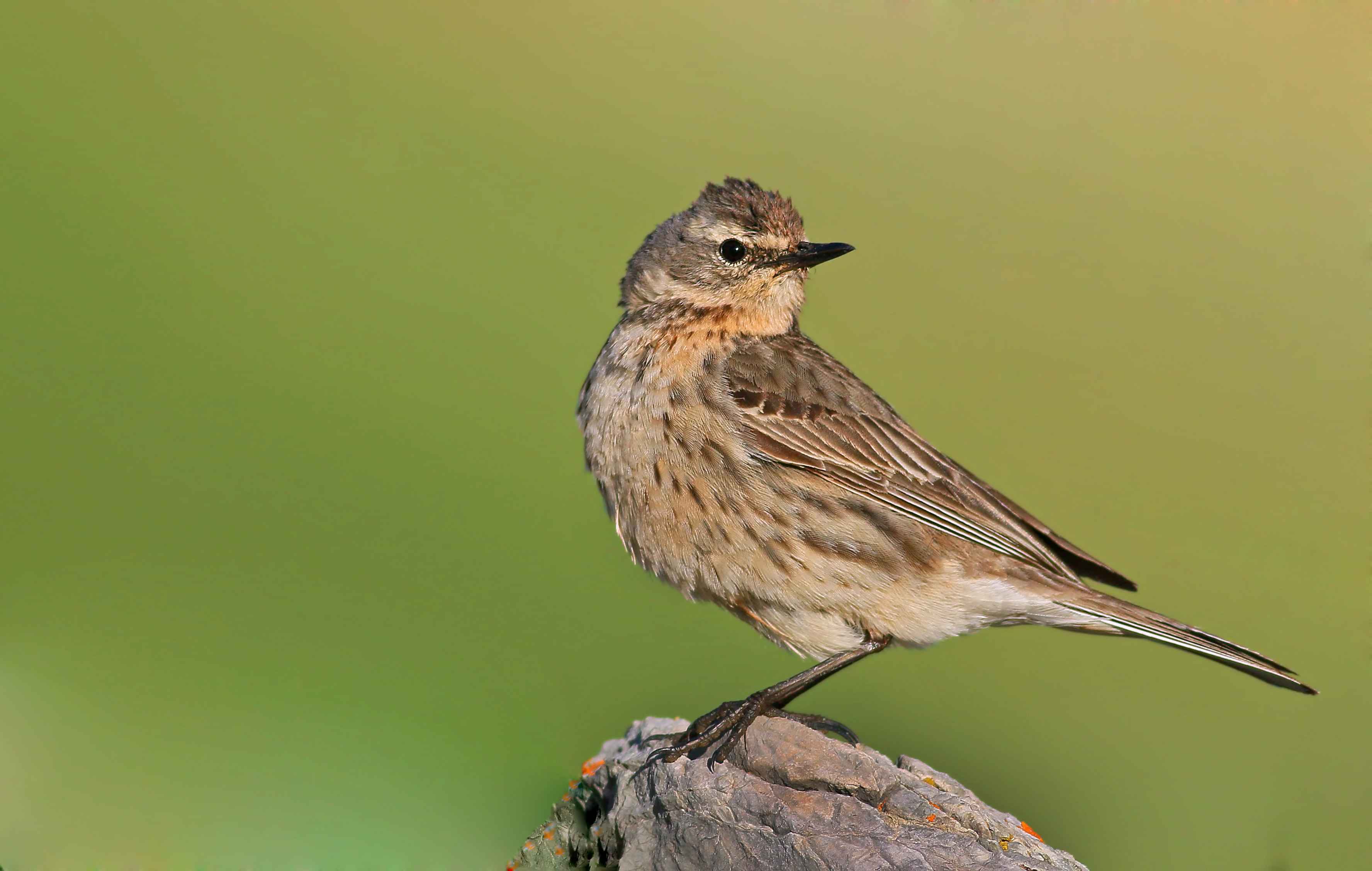 Water Pipit