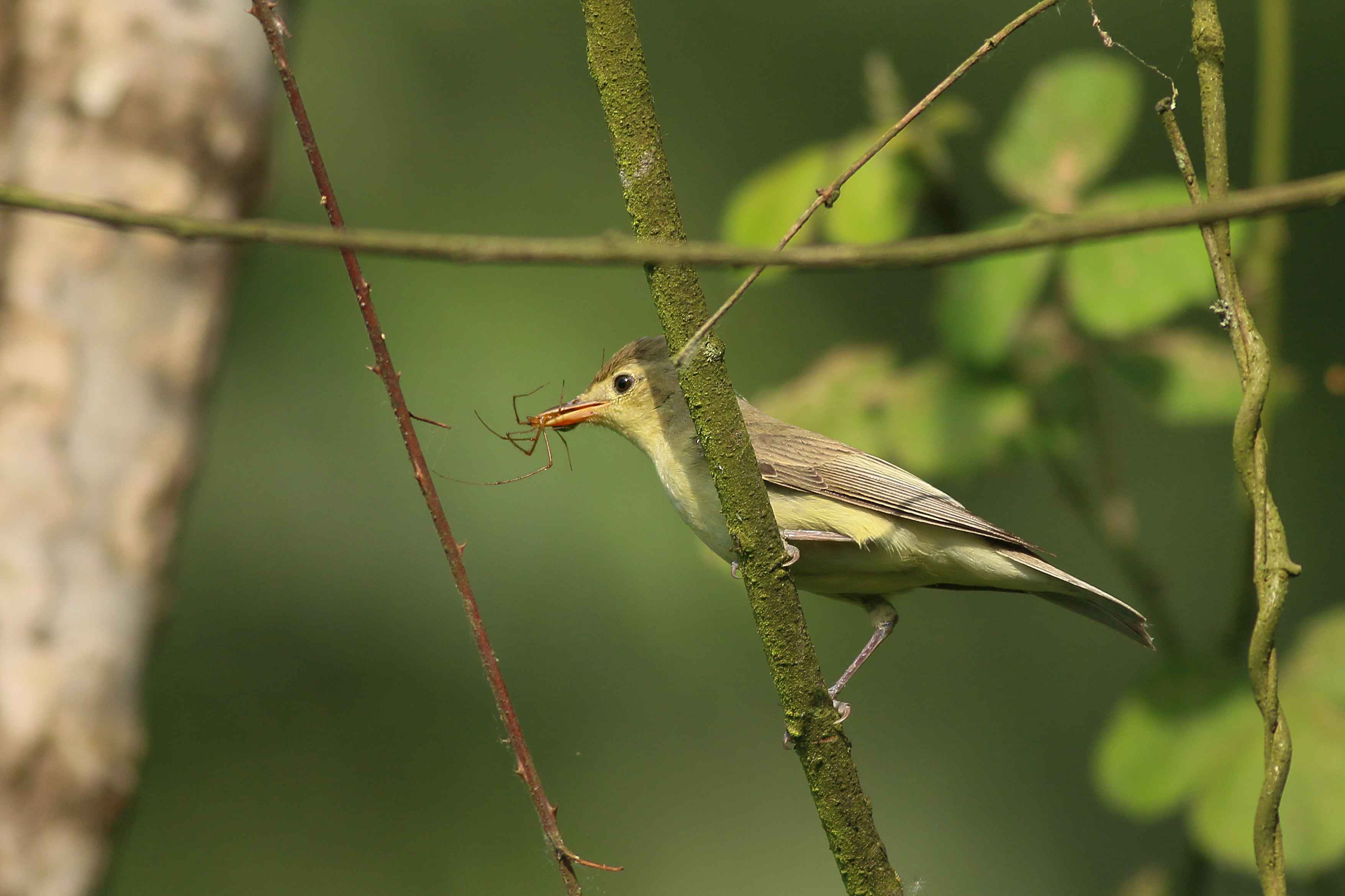Icterine Warbler