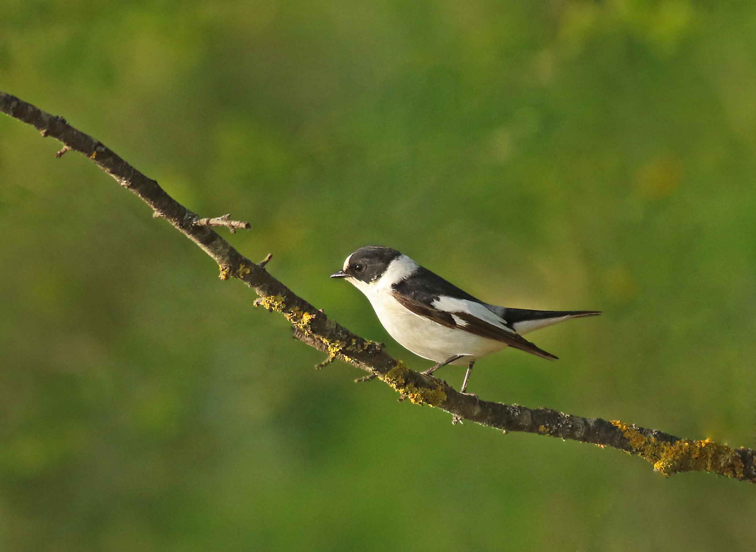 Collared Flycatcher
