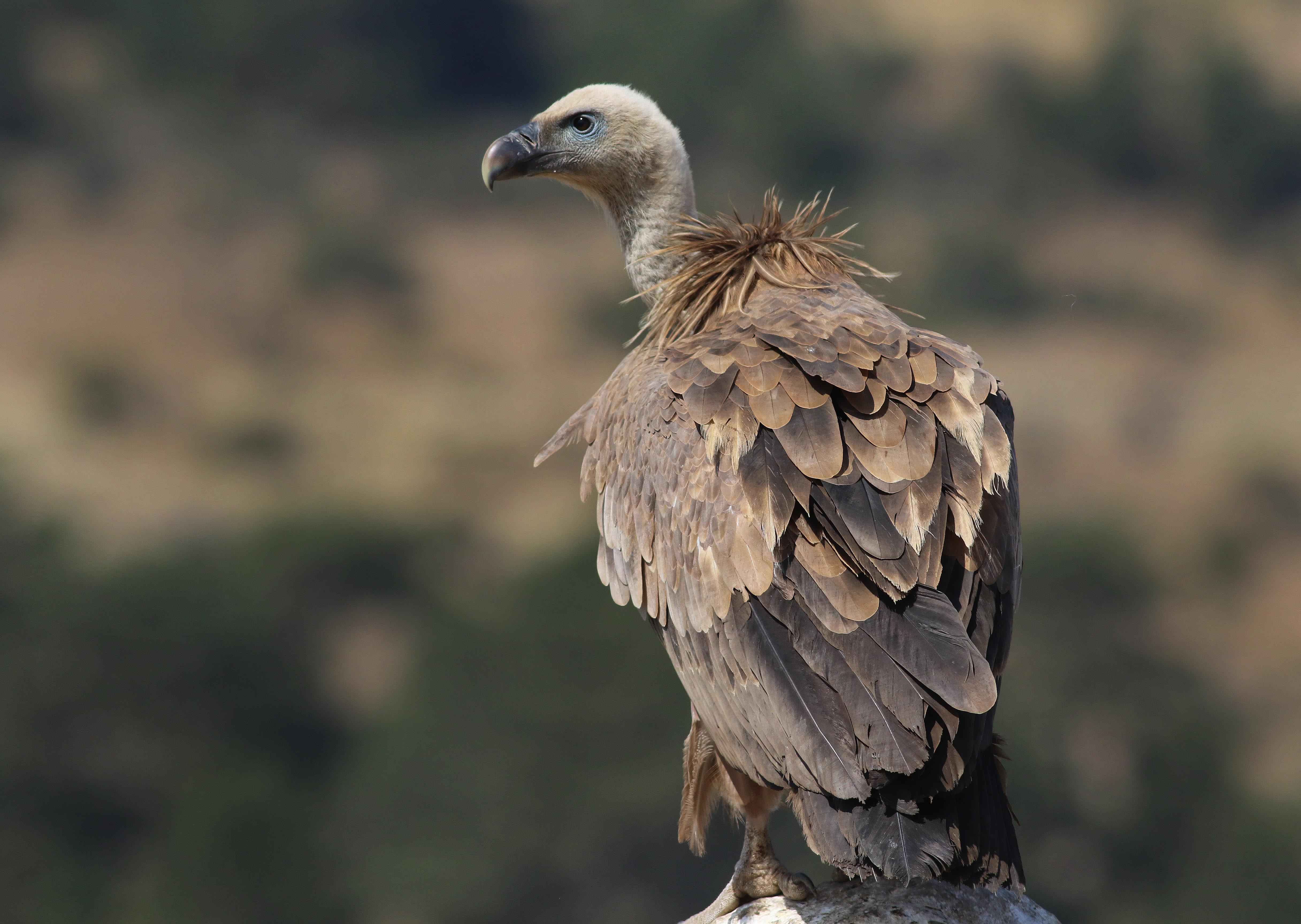 Eurasian Griffon